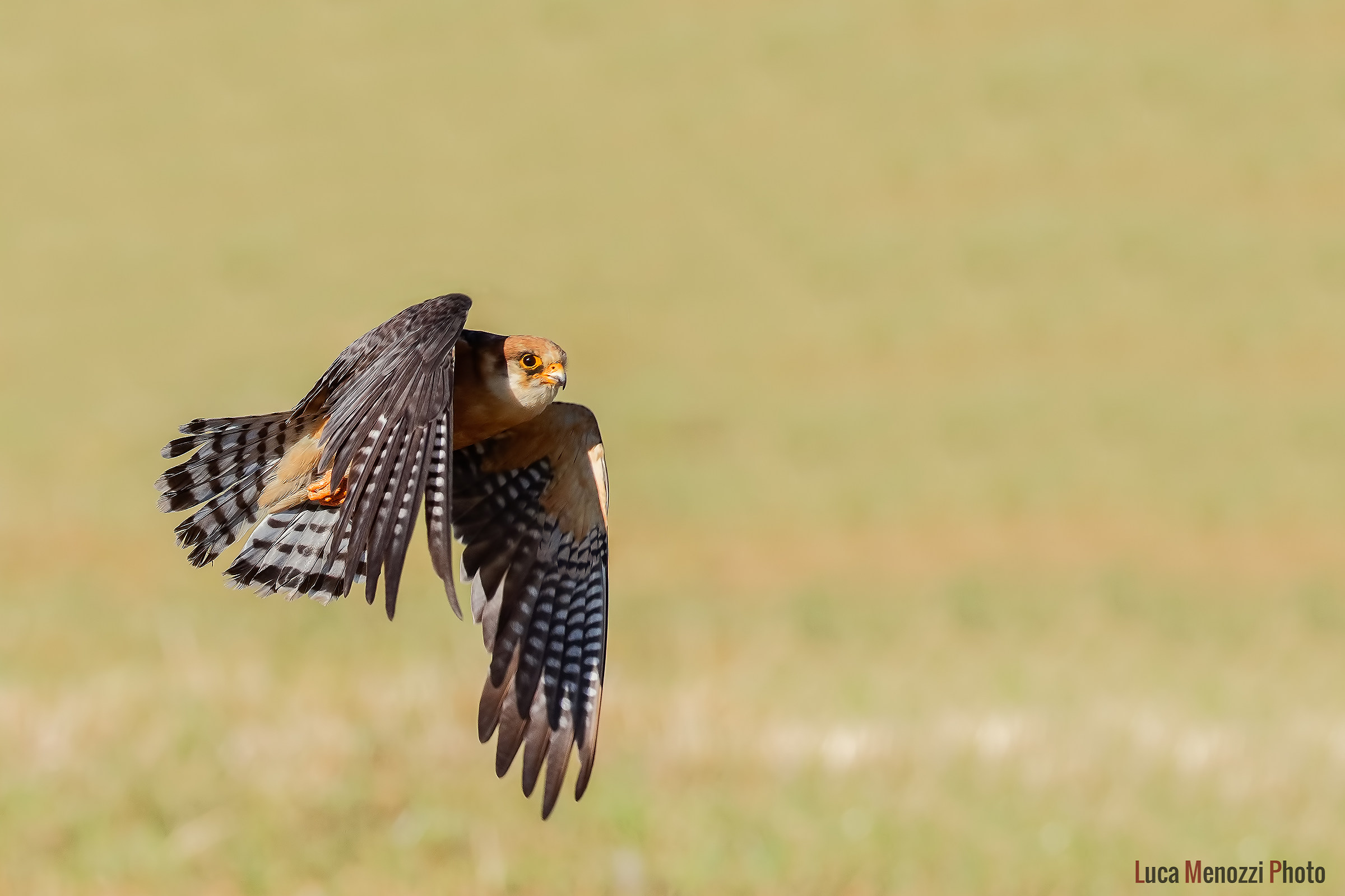 Falco Cuculo in volo