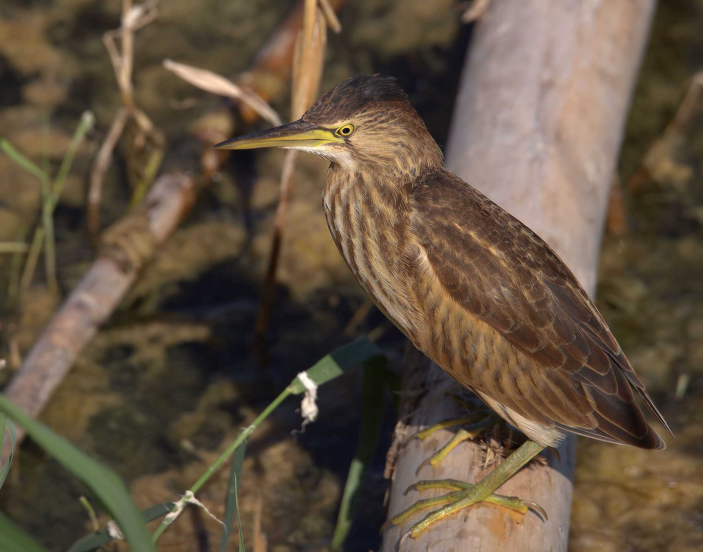 Bittern