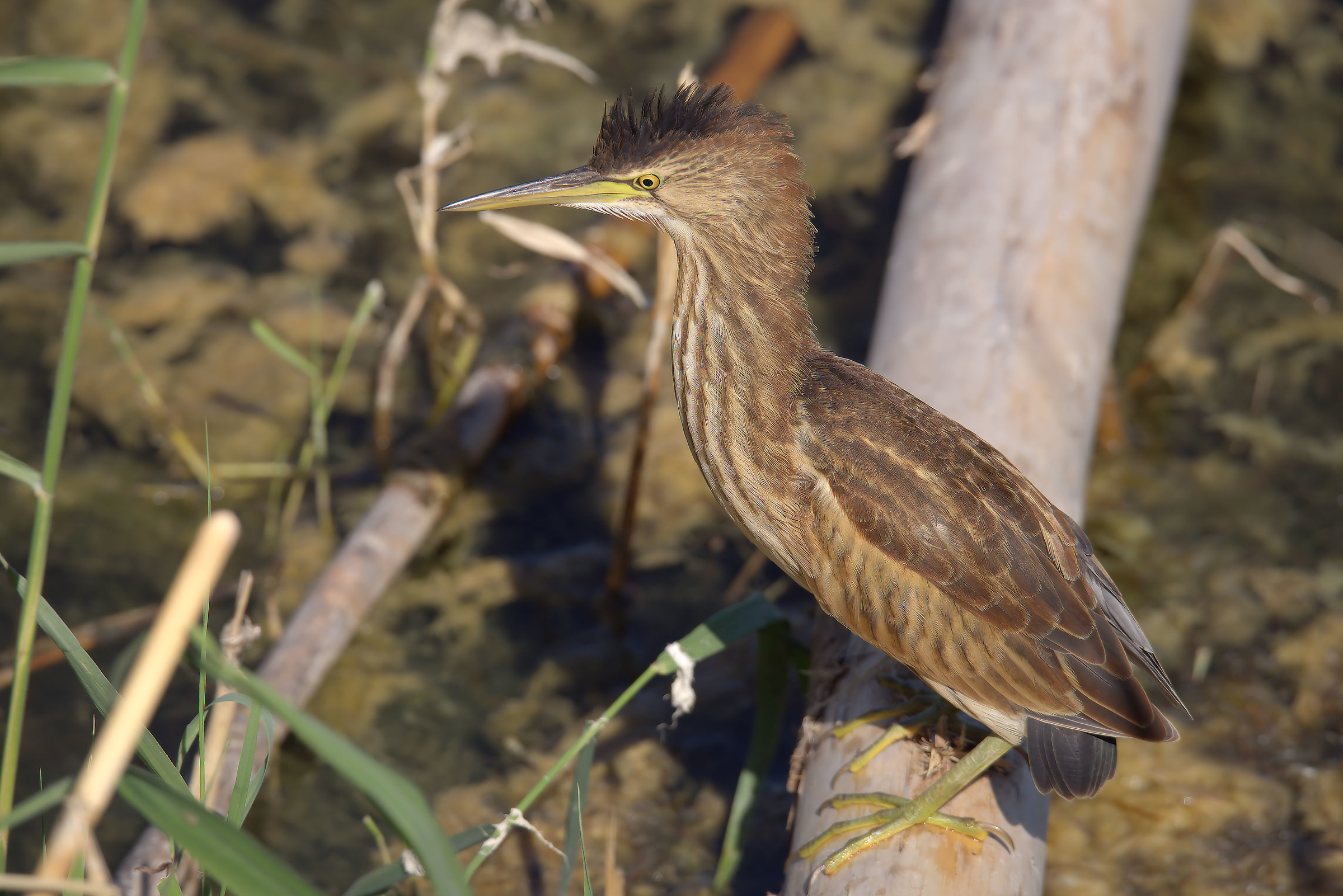 Bittern