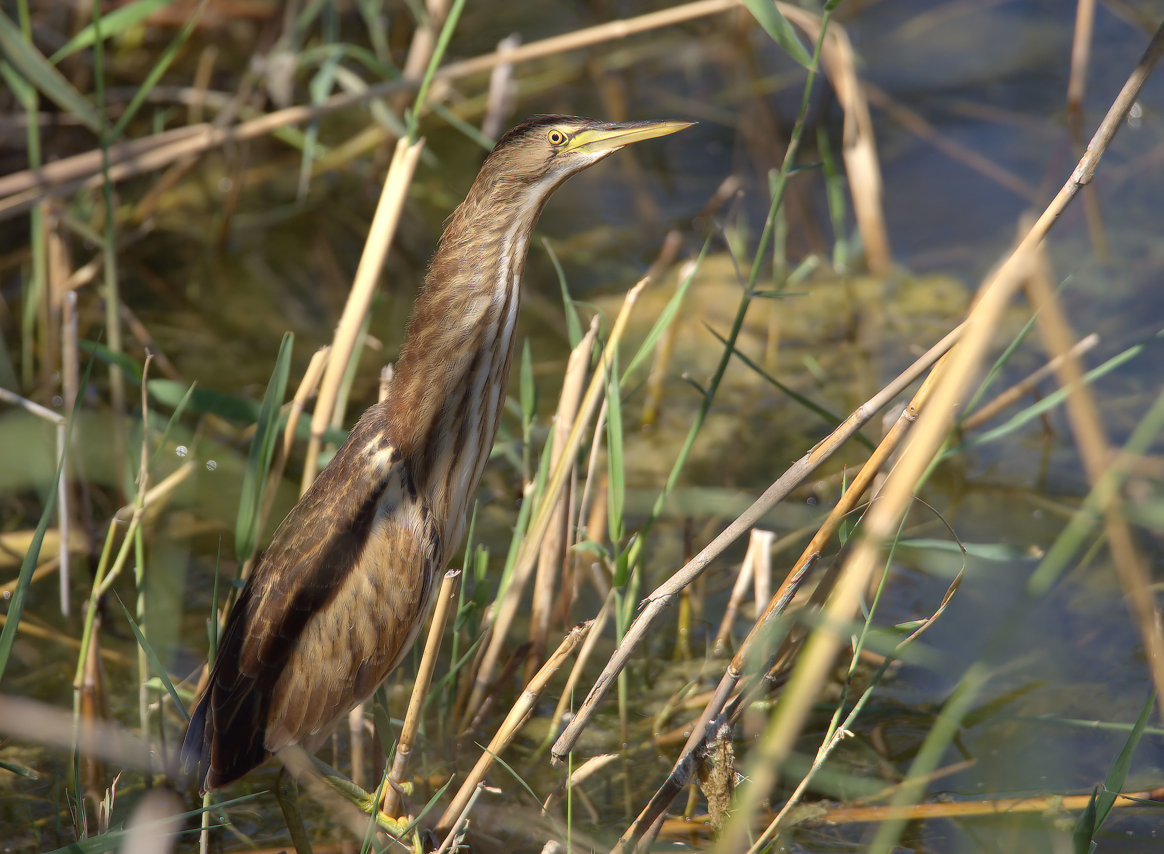 Bittern