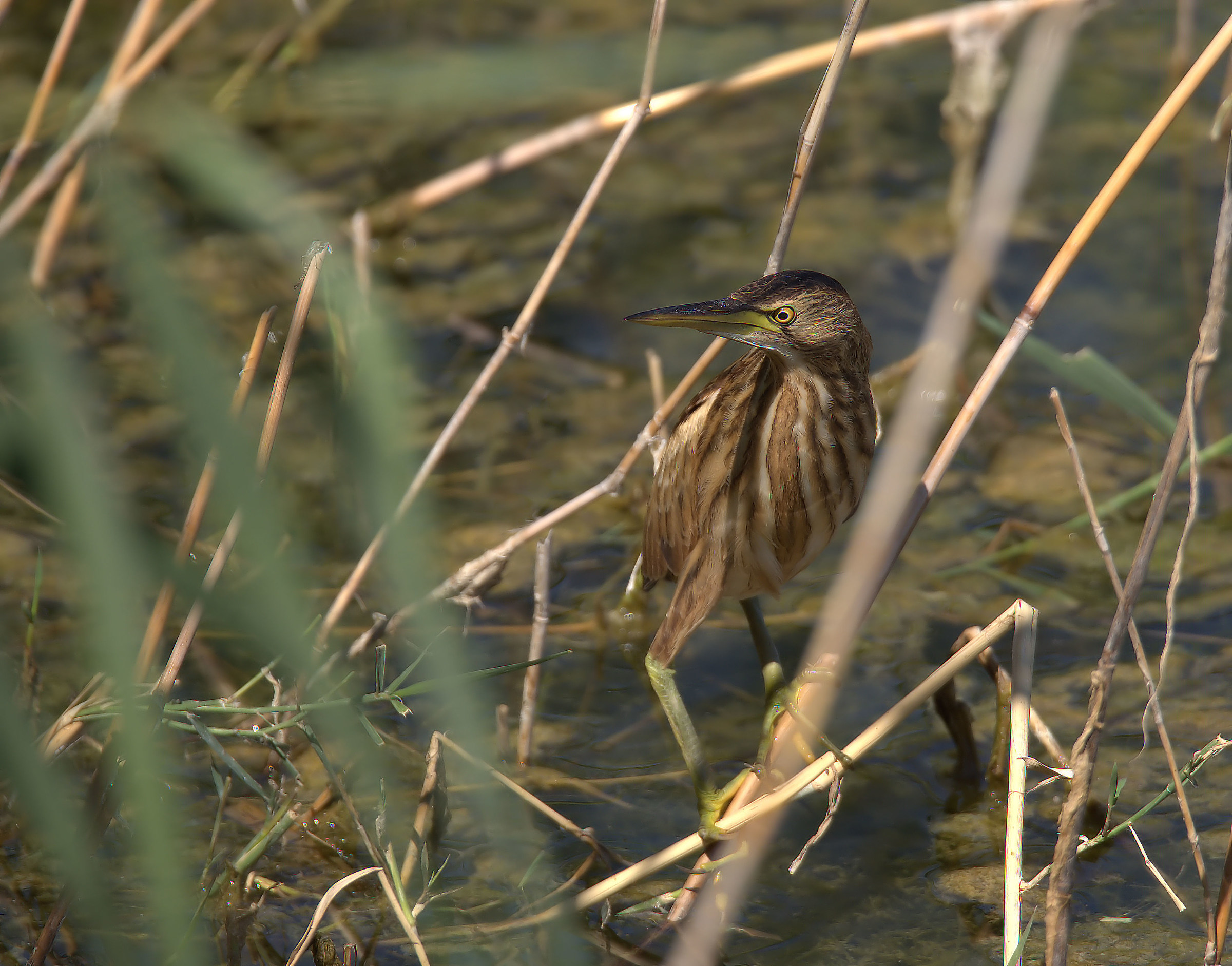 Bittern