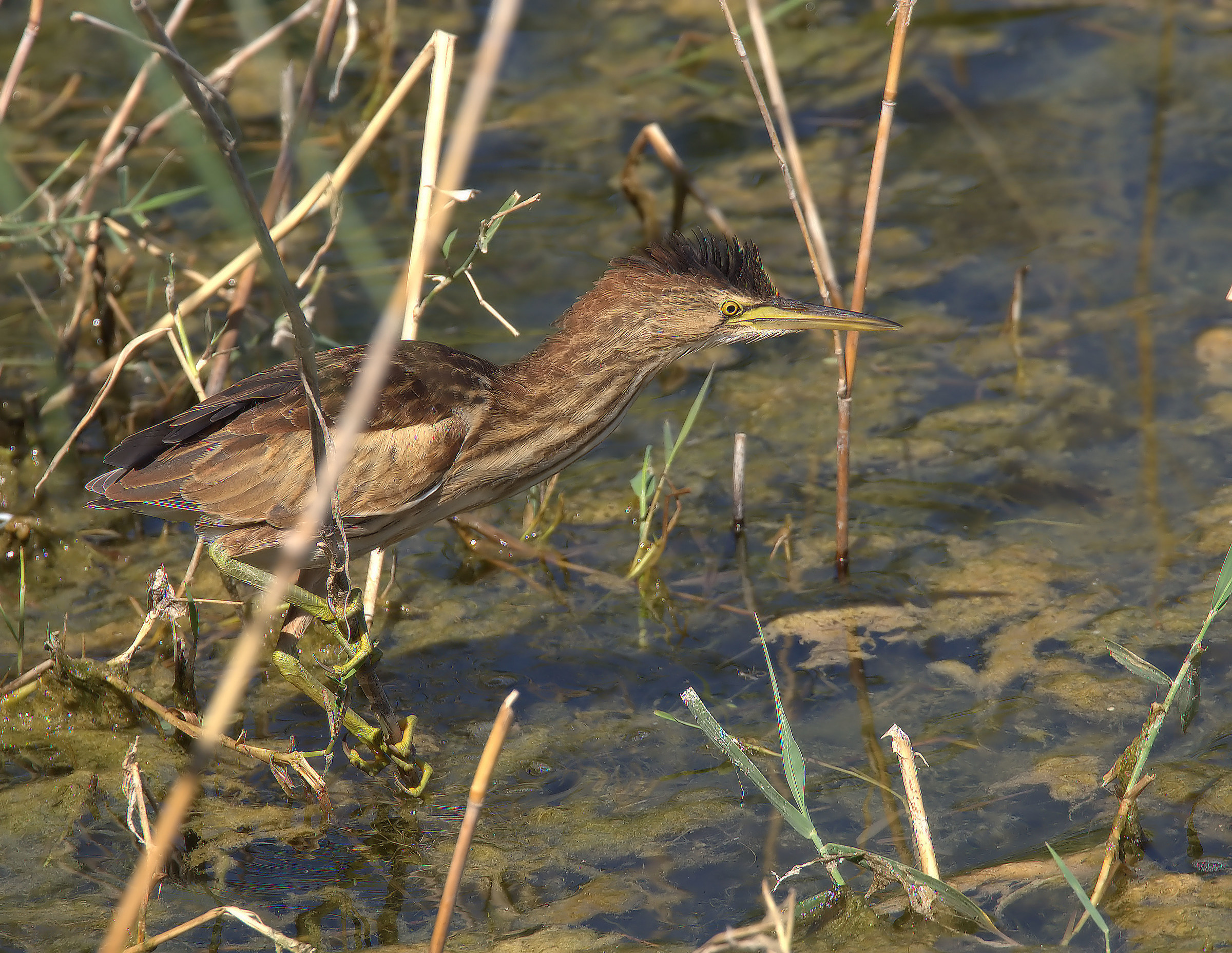 Bittern
