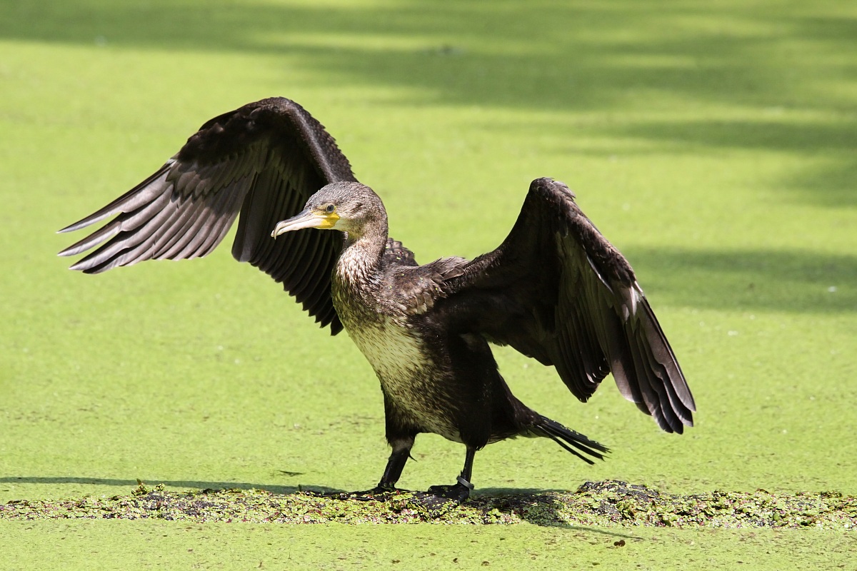 Cormorano all'Oasi di Sant'Alessio, Pavia.