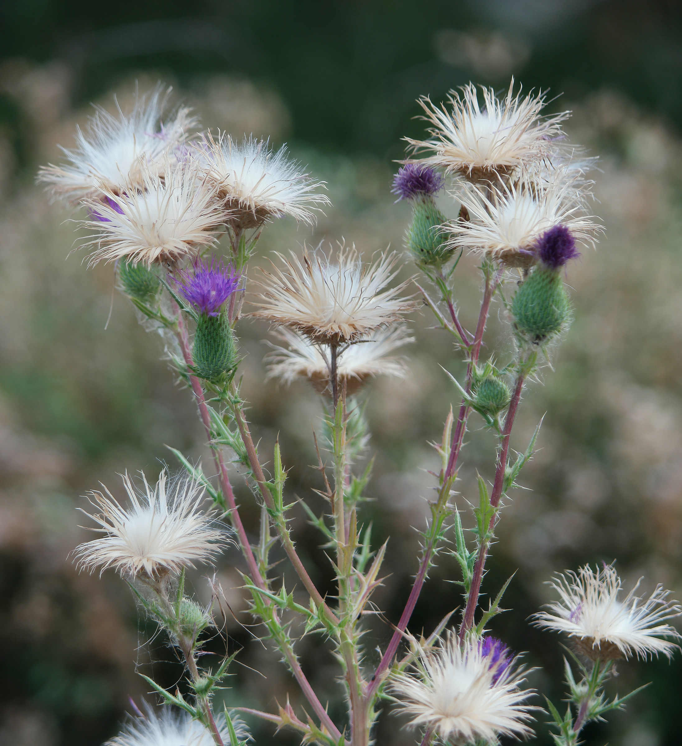 un buco nell'asfalto
