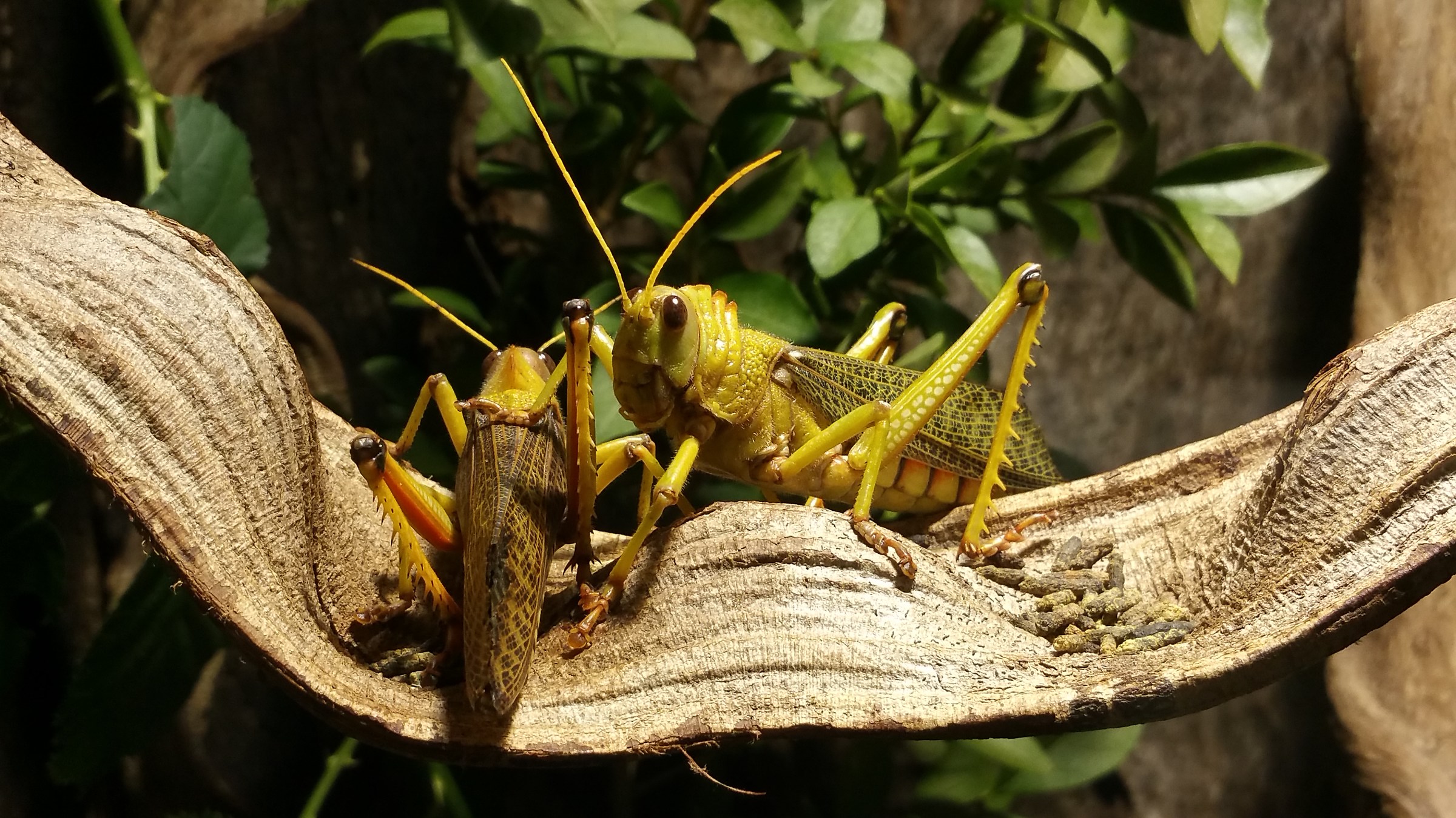 Nella serra di Castel Trauttmansdorff ( Merano
