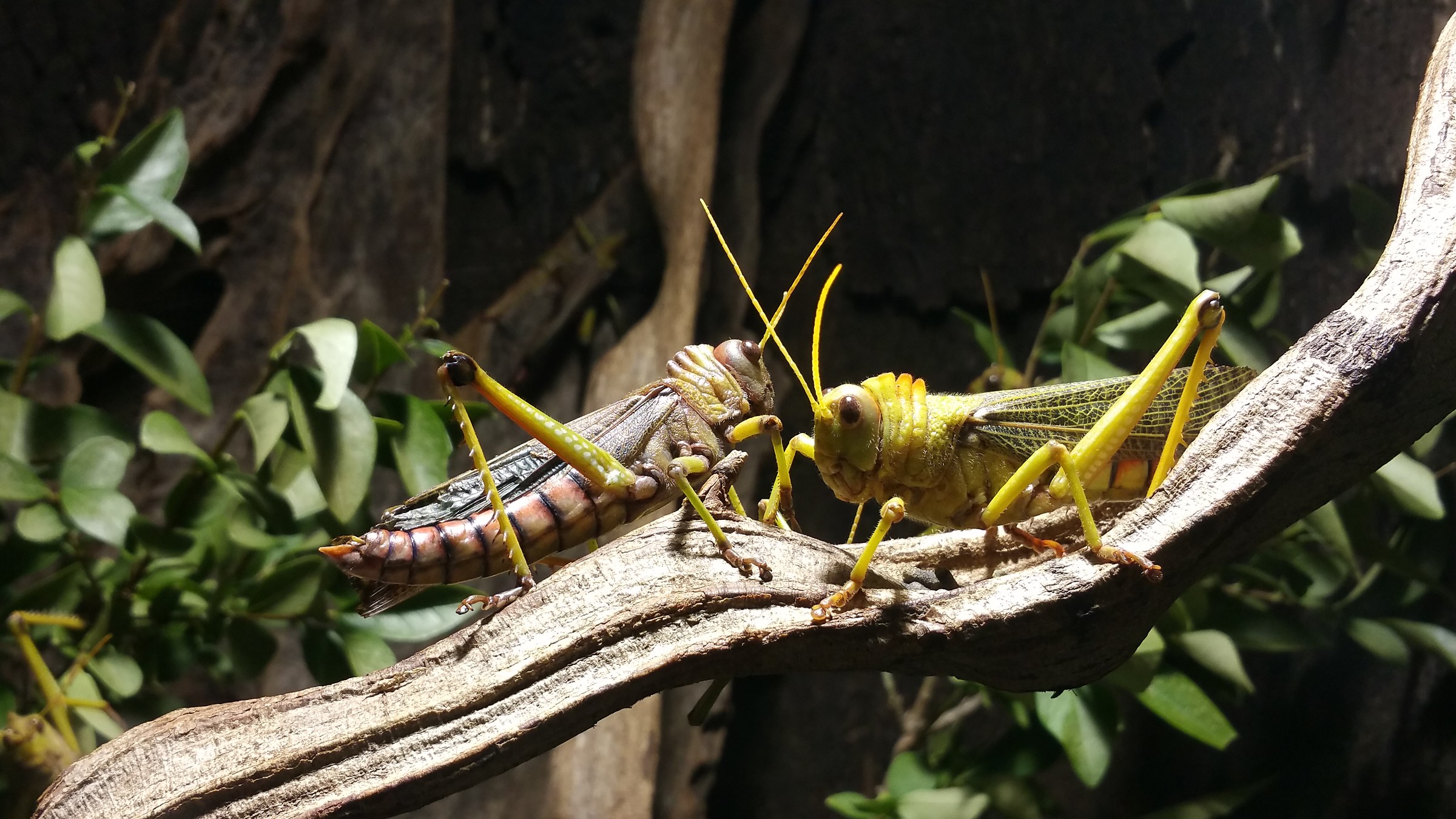 Nella serra di Castel Trauttmansdorff ( Merano