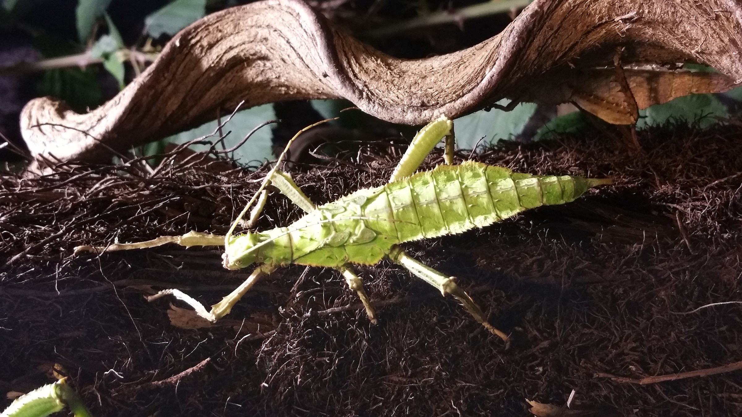 Nella serra di Castel Trauttmansdorff ( Merano