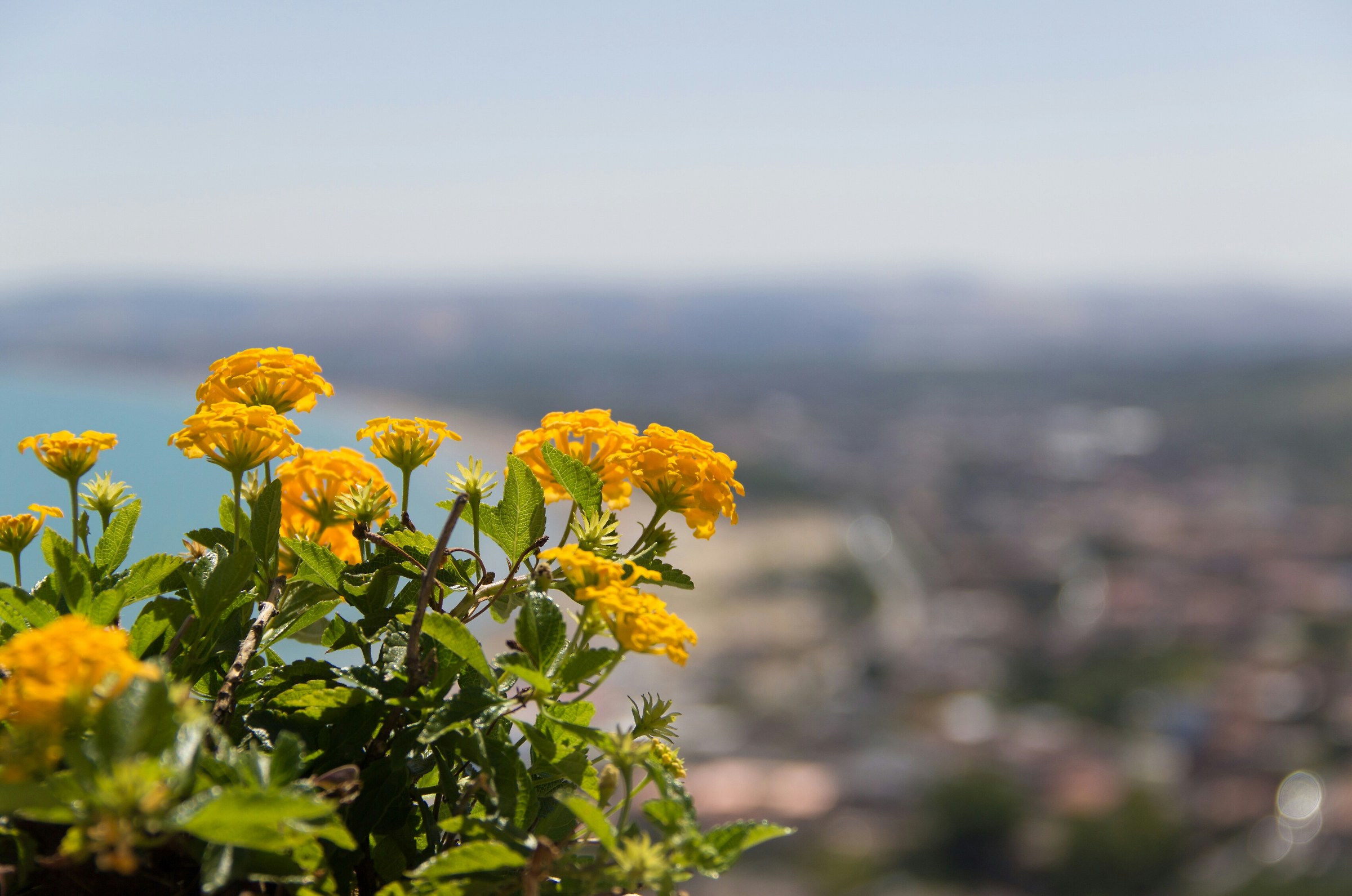 Floral perspective # 1