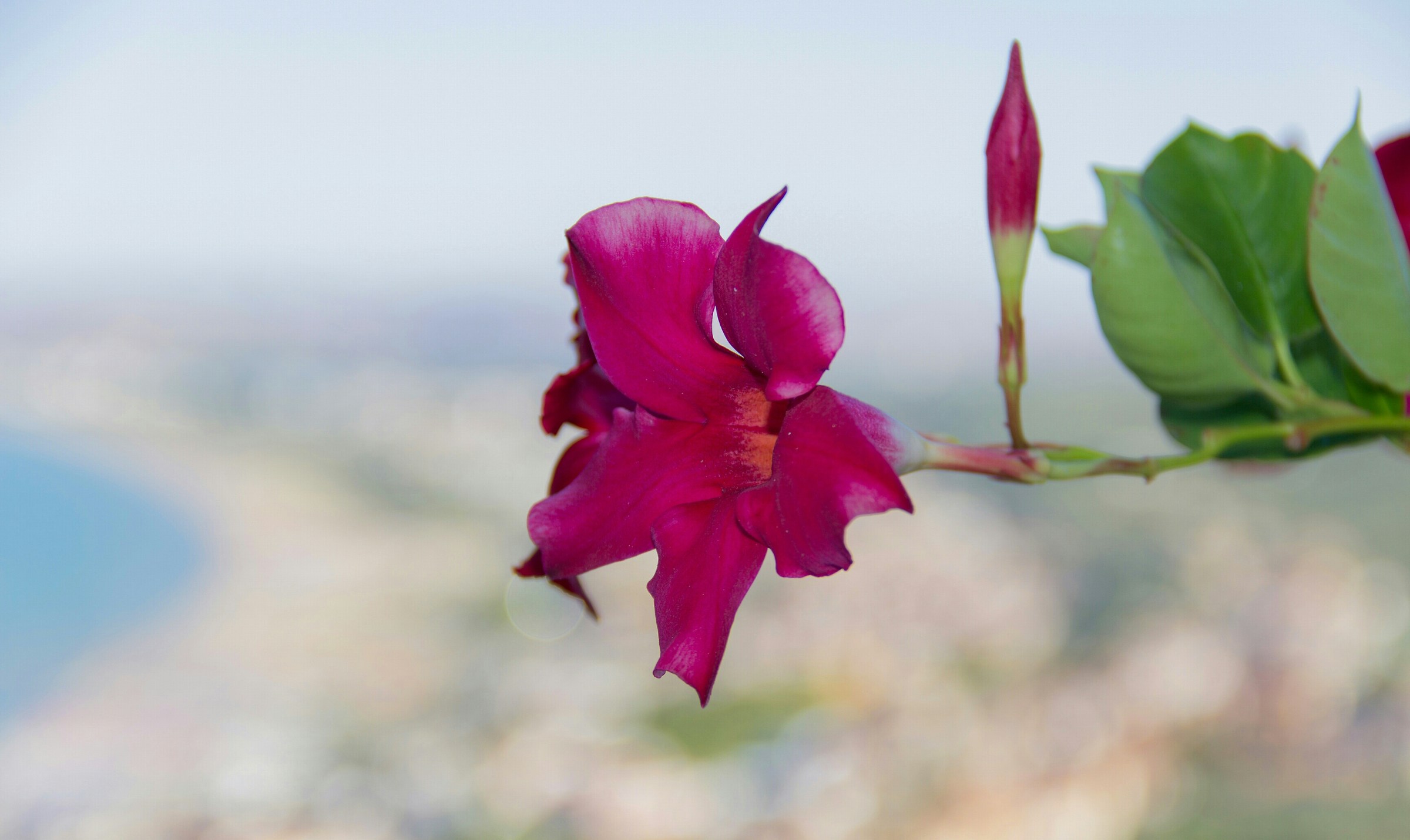 Floral perspective # 3