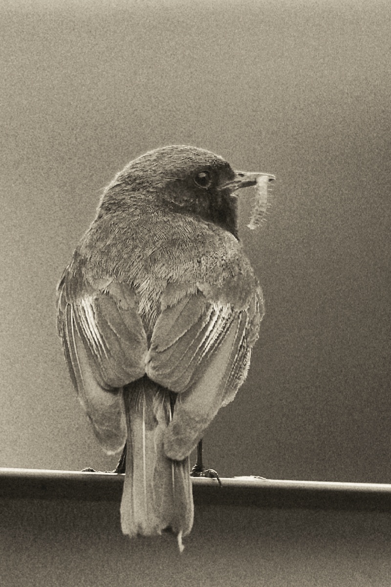 ST BW Vintage + local light