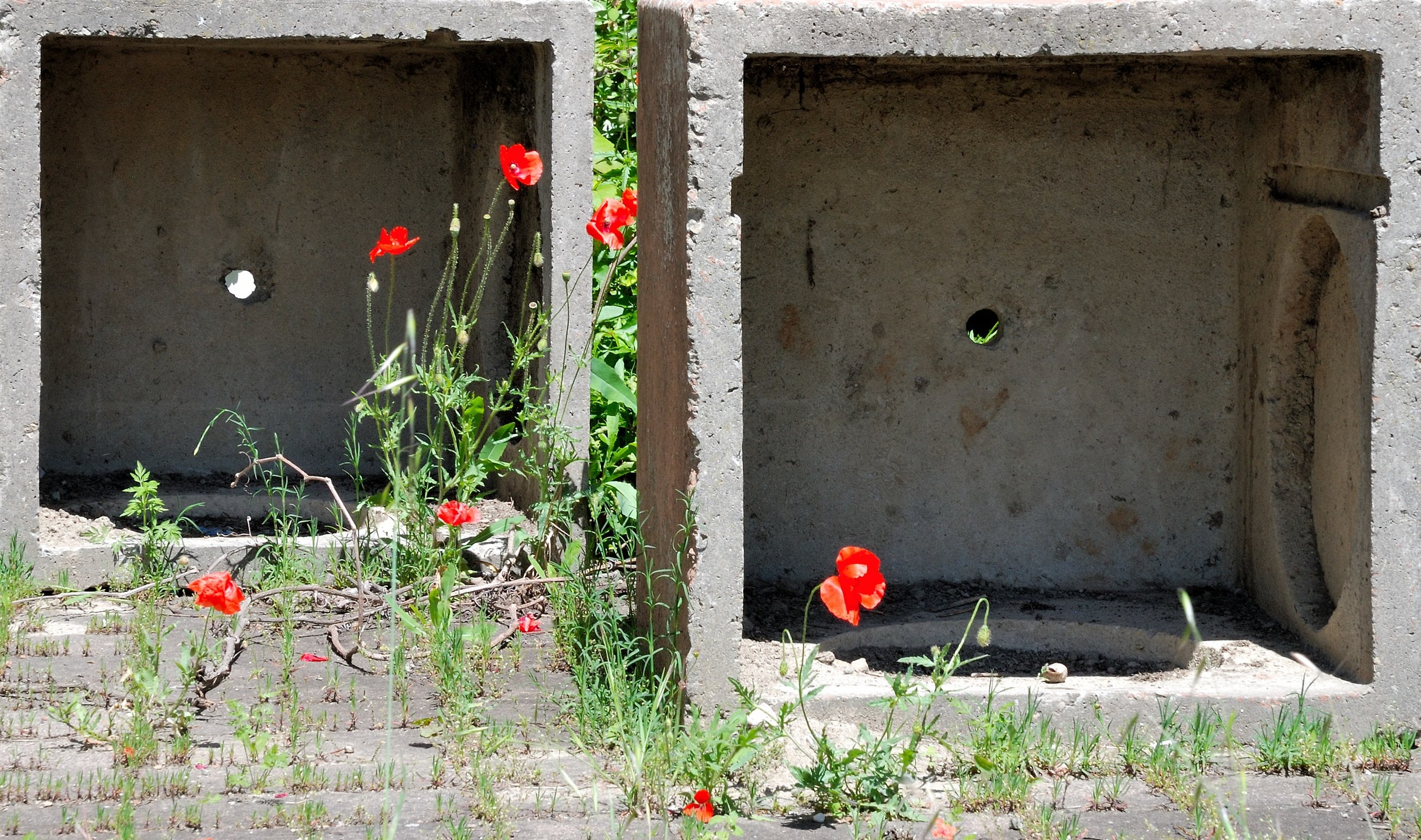 Urban poppies