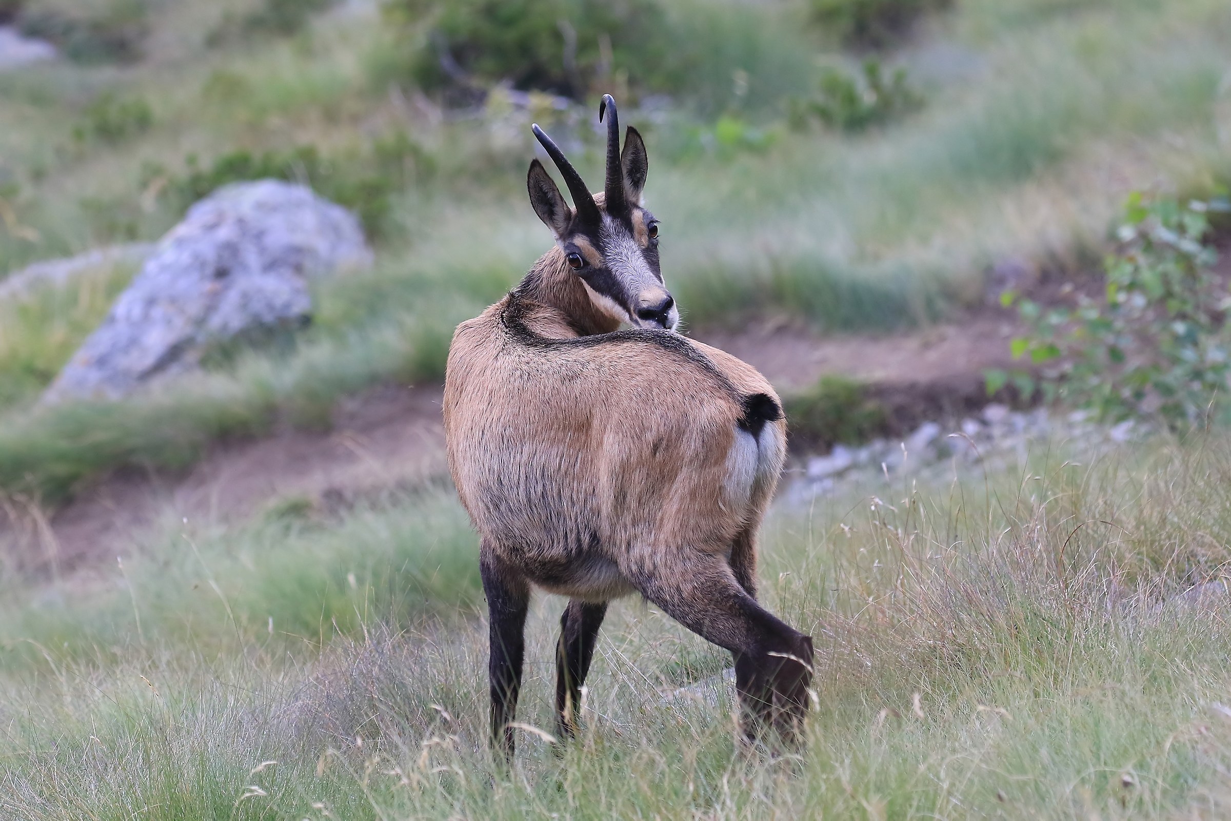 Chamois