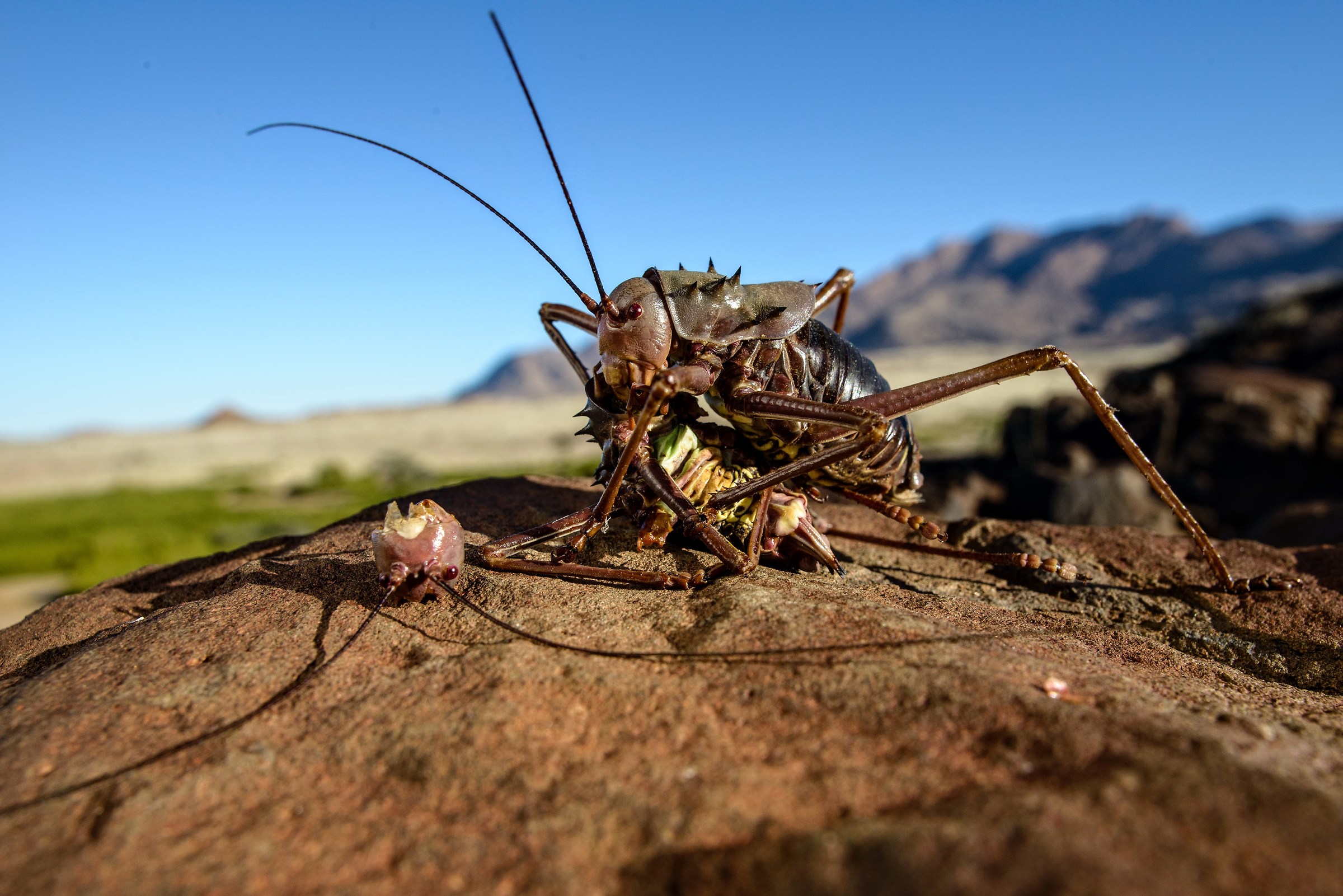 Cannibalismo (Acanthoplus discoidalis)