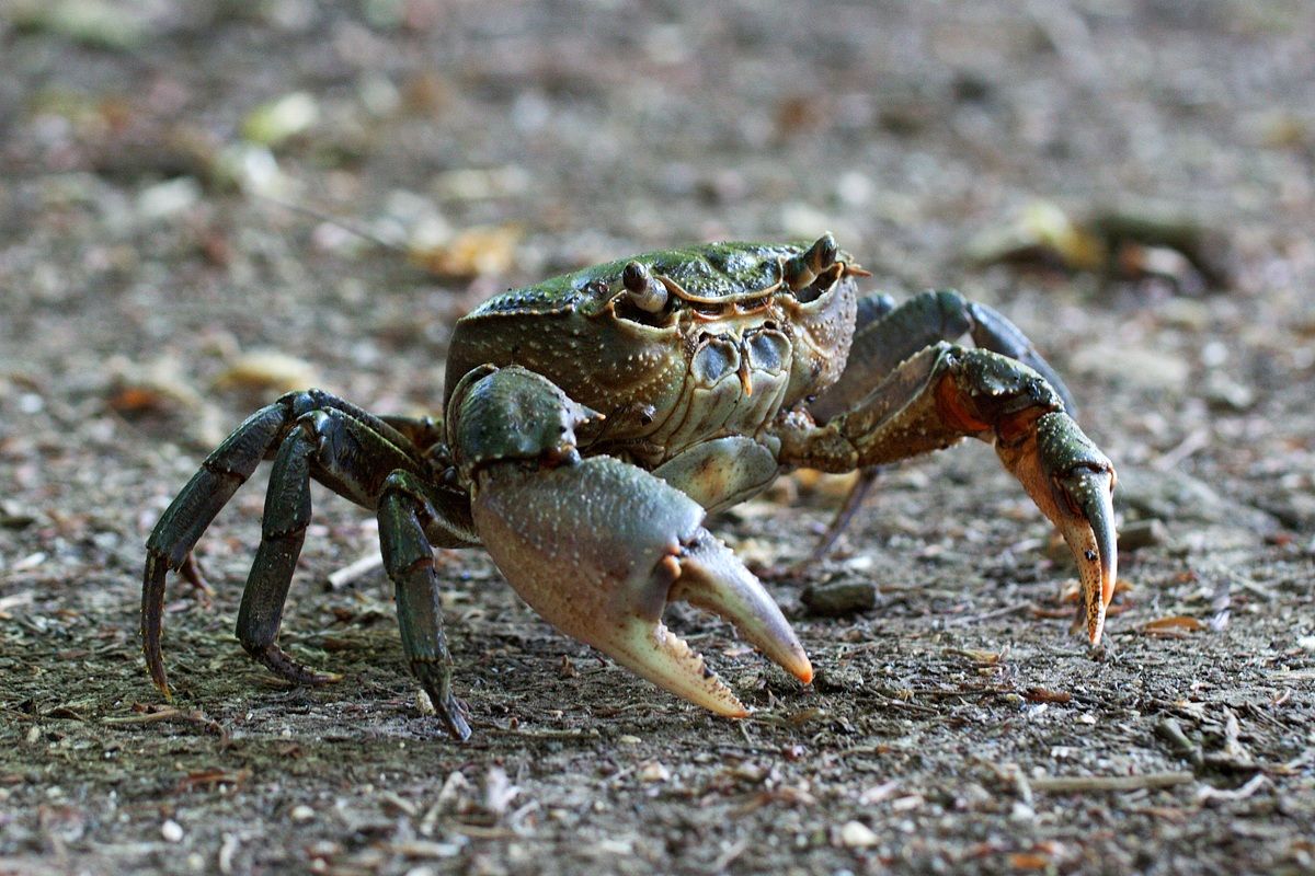 Land crab