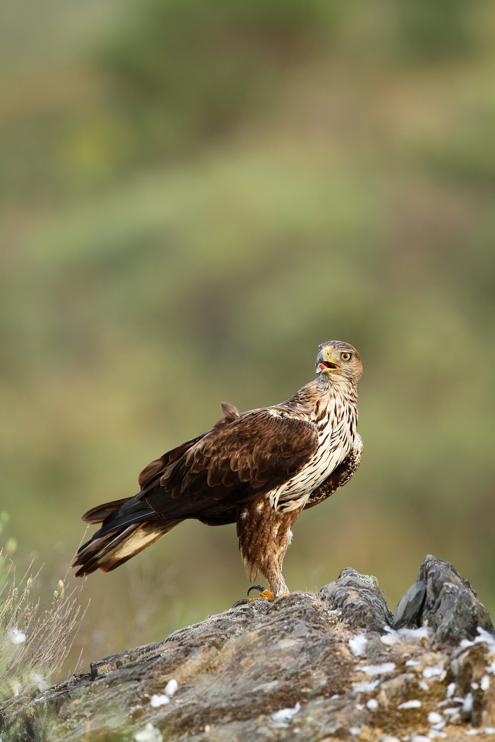 Aquila de Bonelli