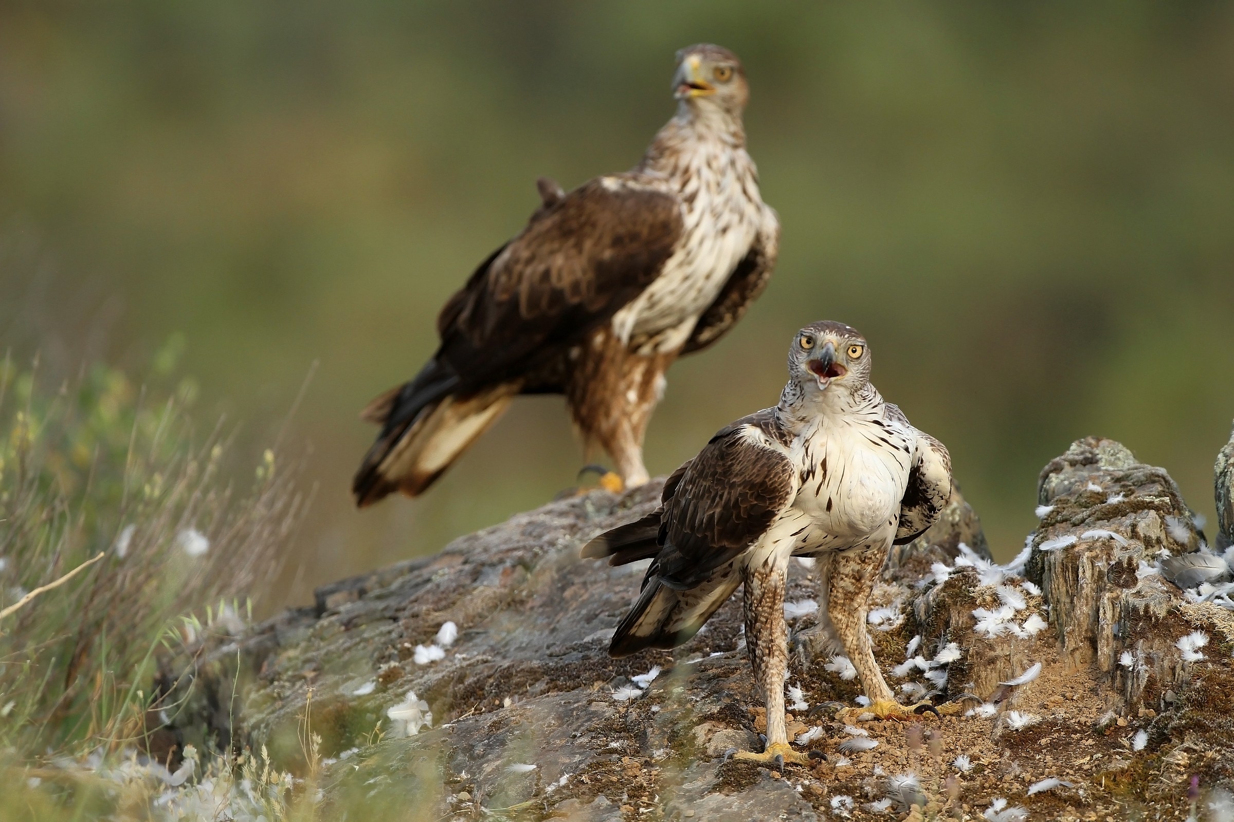 Coppia Aquila de Bonelli