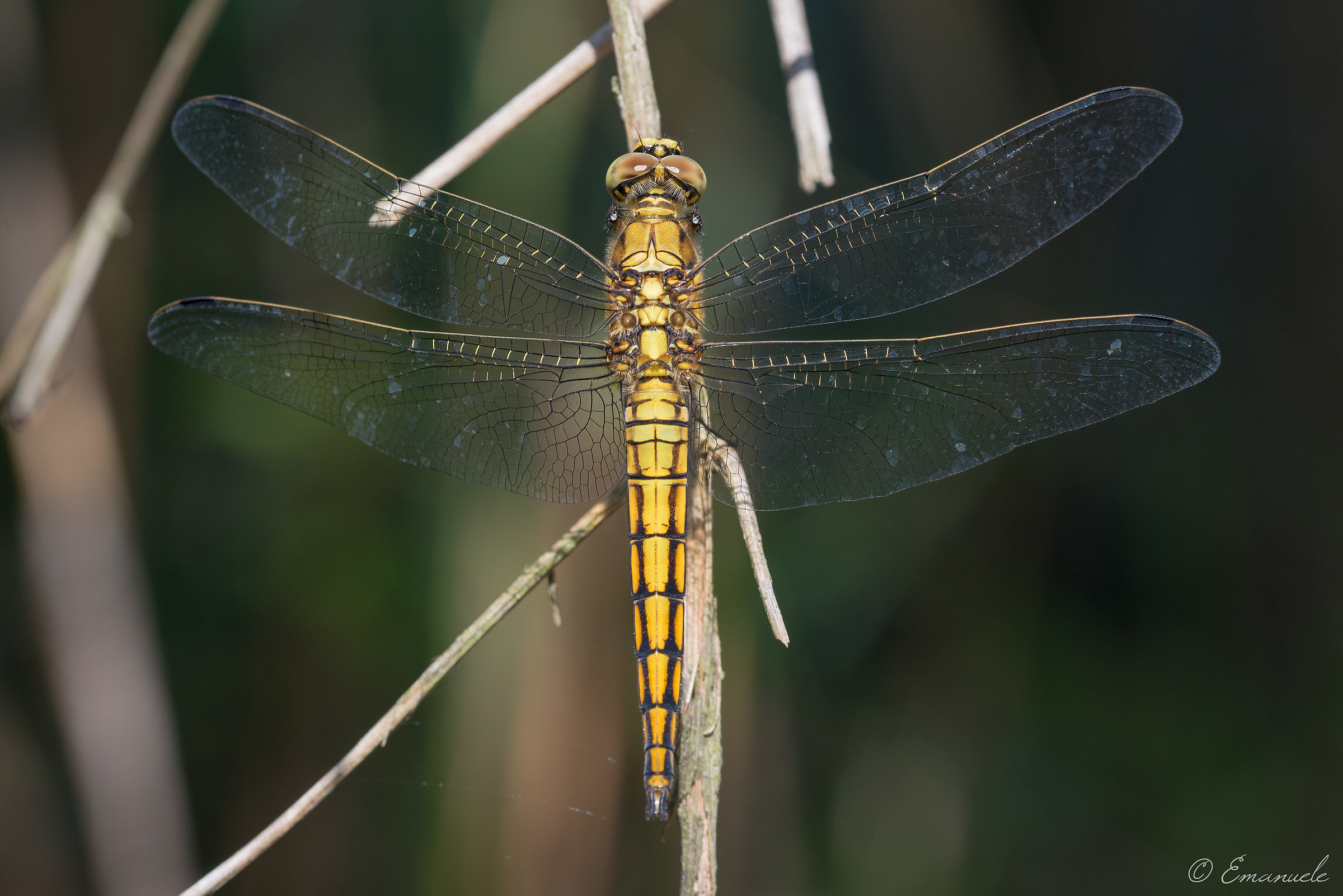 Sympetrum Sanguineum