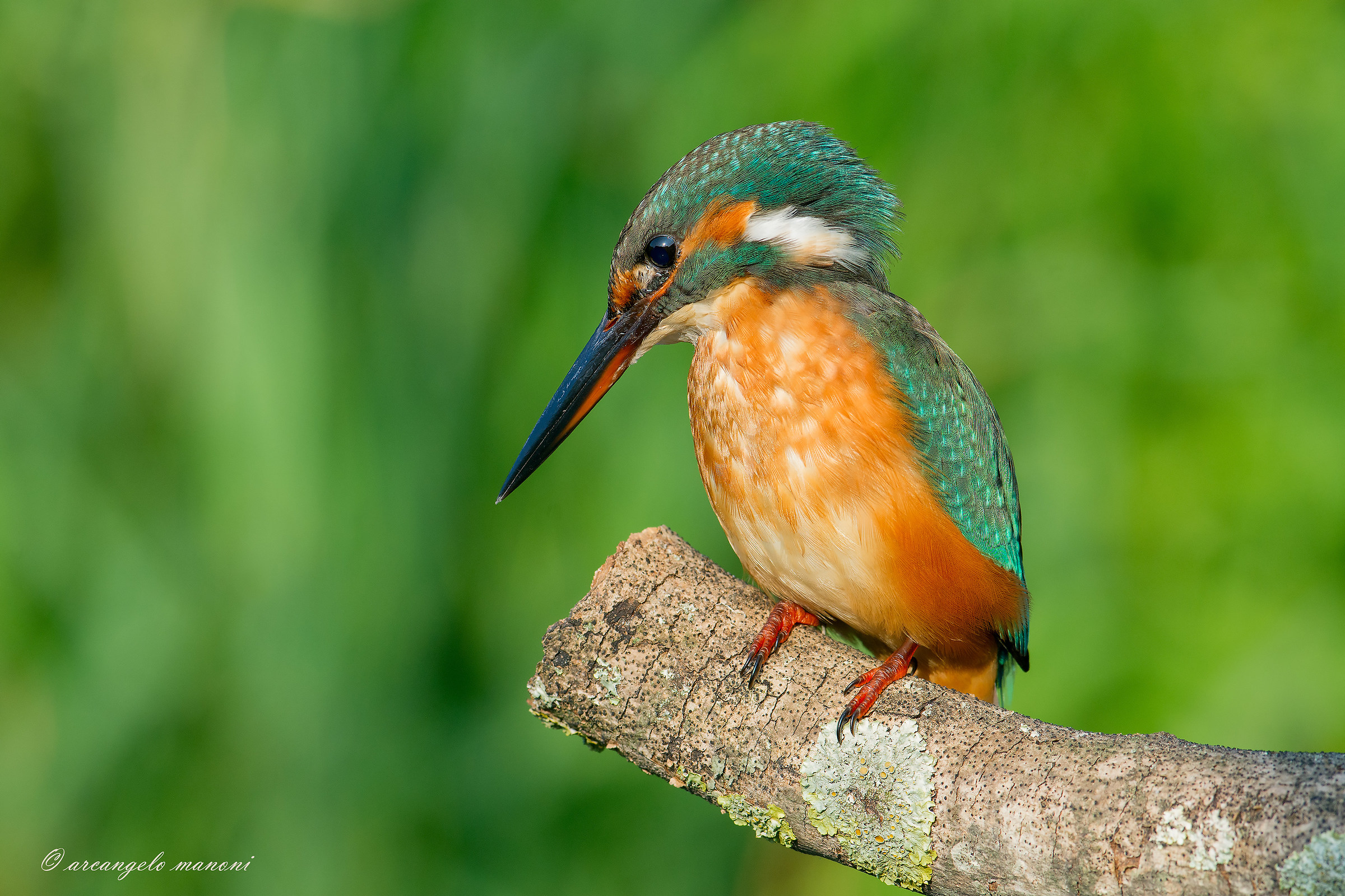 La mia martina preferita