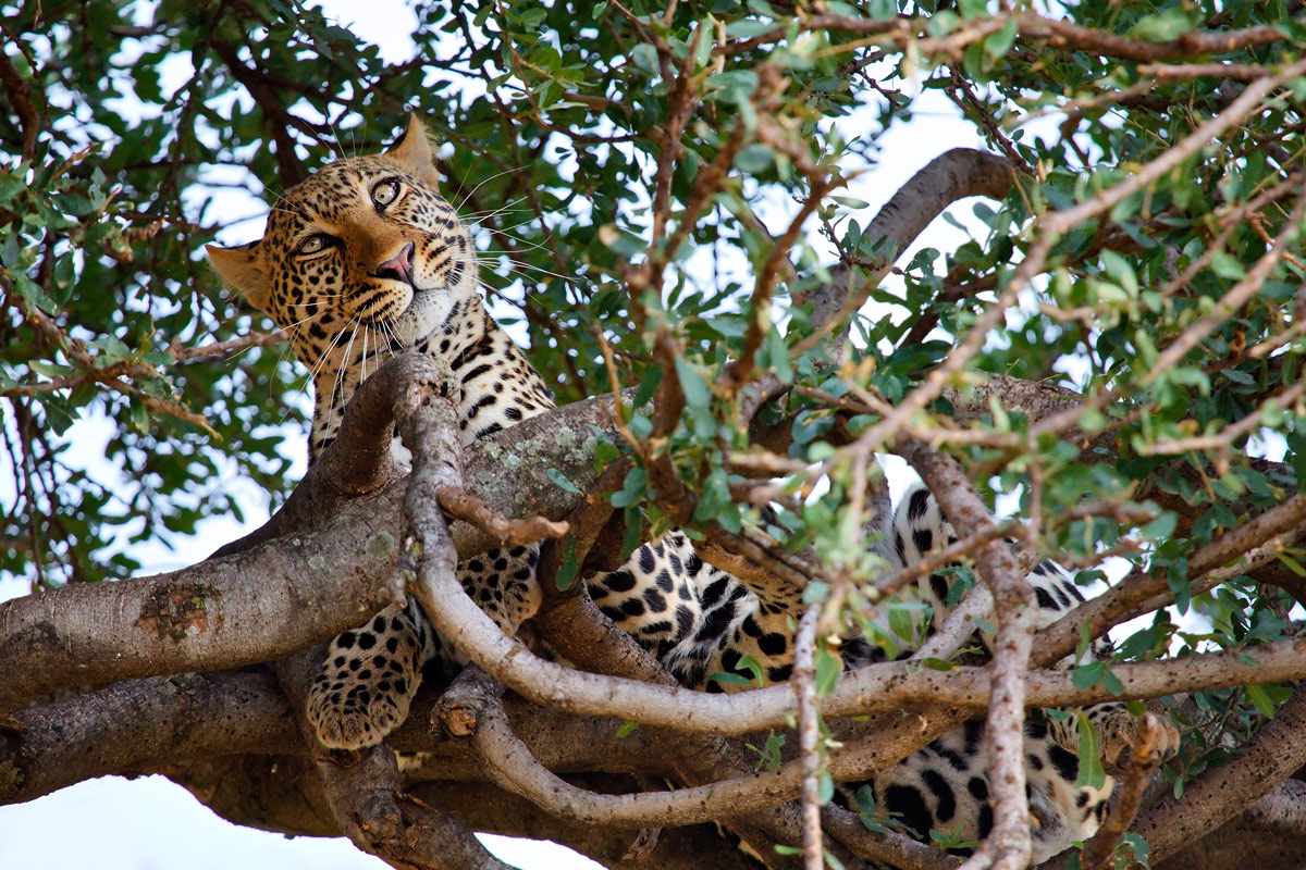 Leopardo - Masai Mara