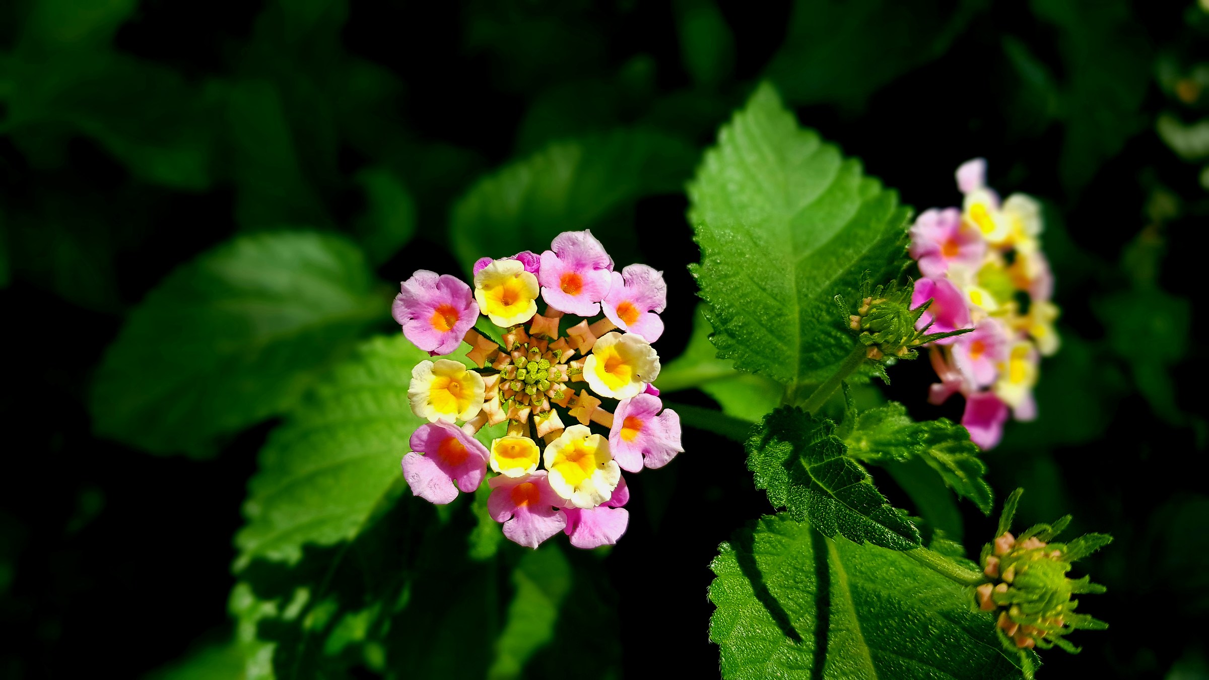 Lantana