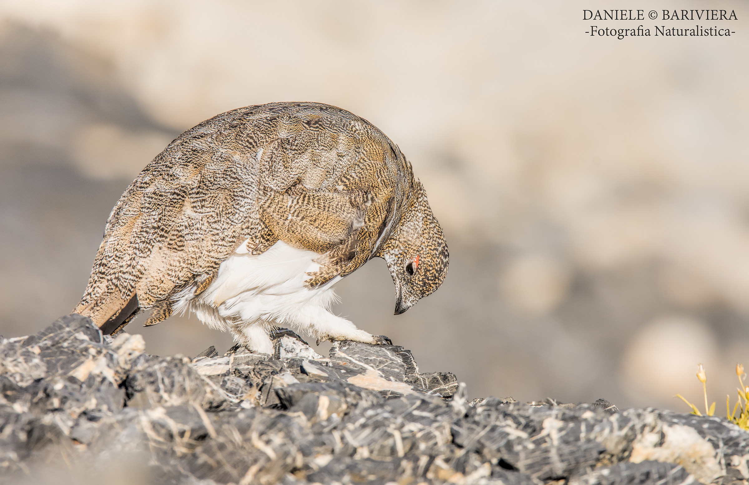 The White Blade's bow