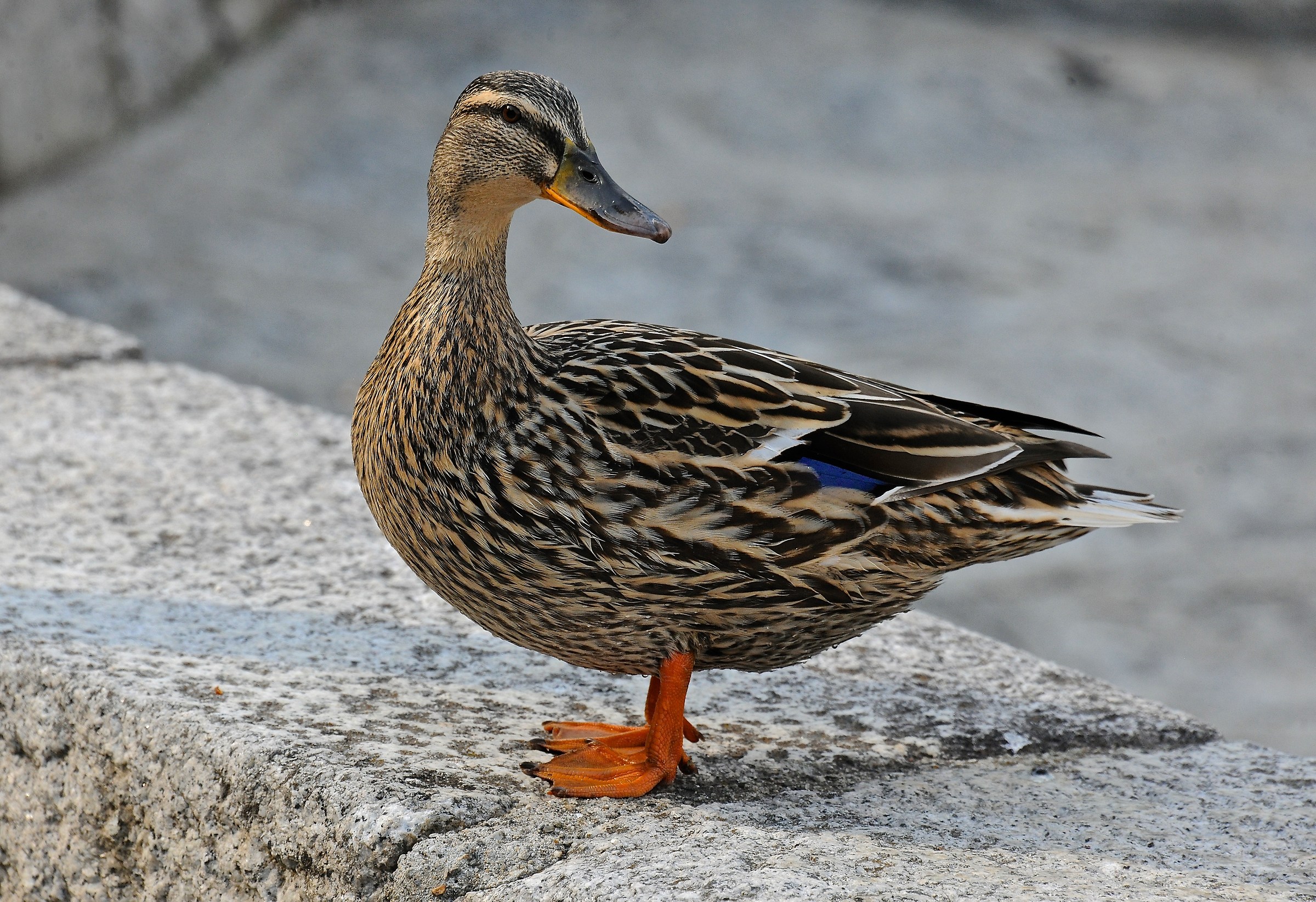 Young female royal jelly, verbania