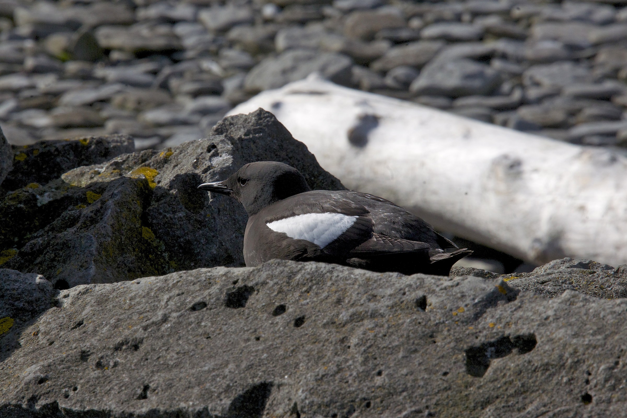 Black urine; Flatey island, west island