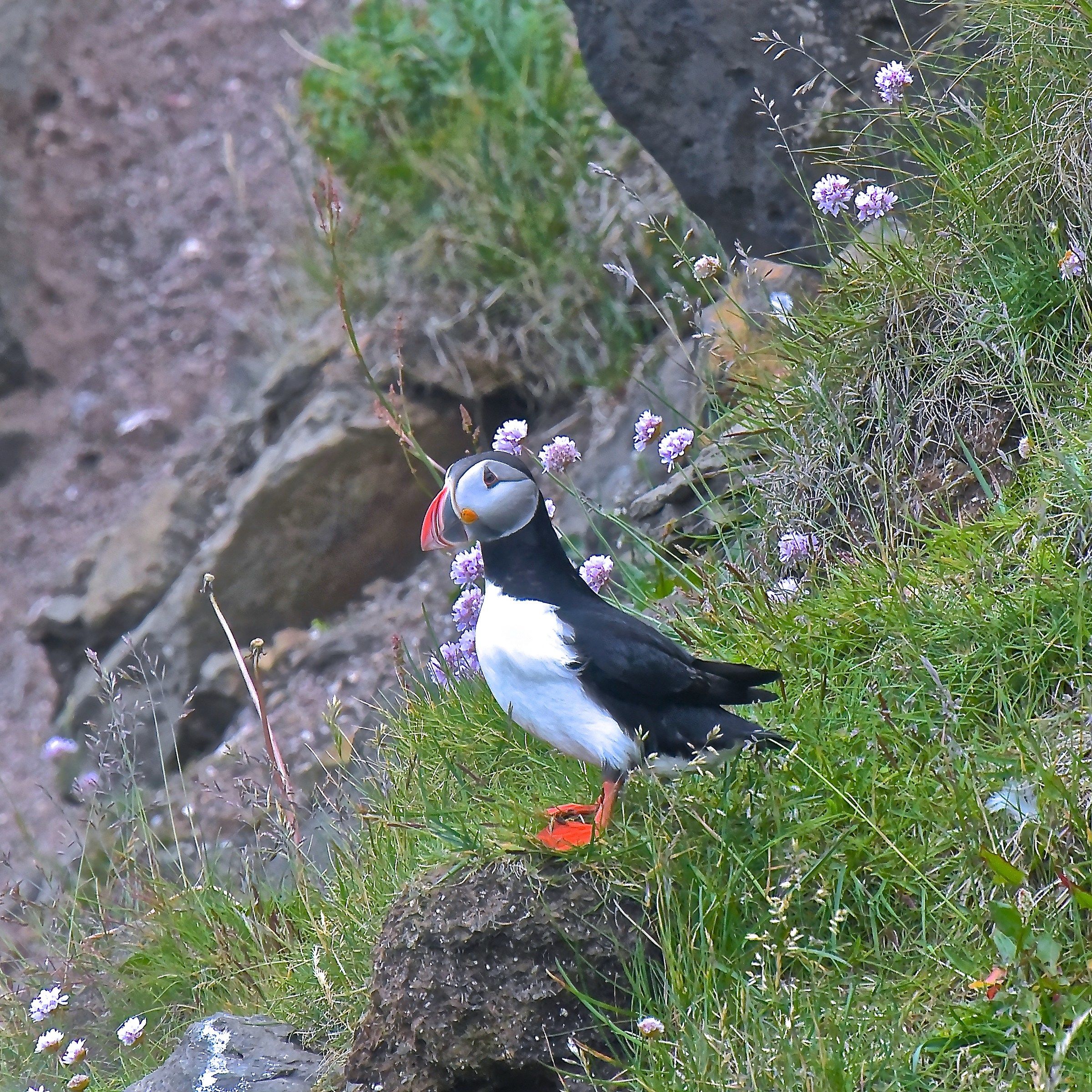 Sea pulcinella; Seydisfjordur south east of island