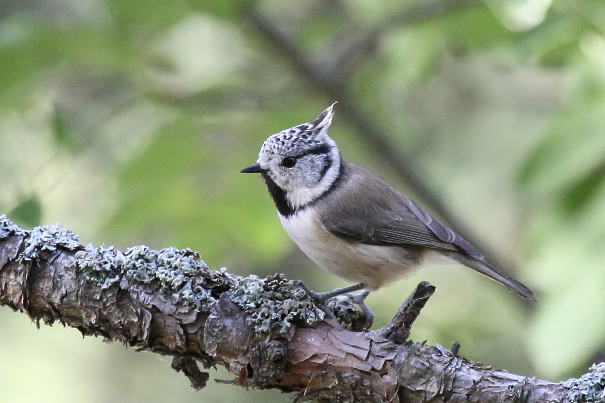 Crested Tit