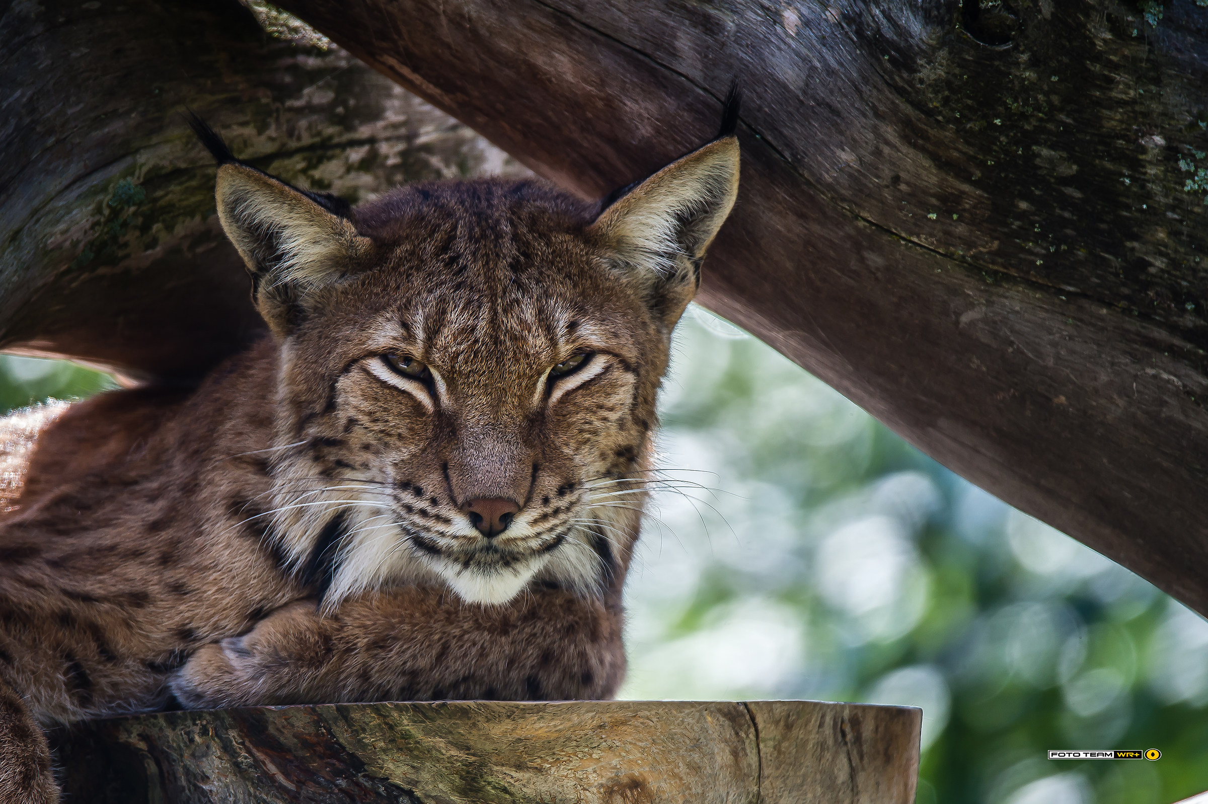 Lince - Lynx