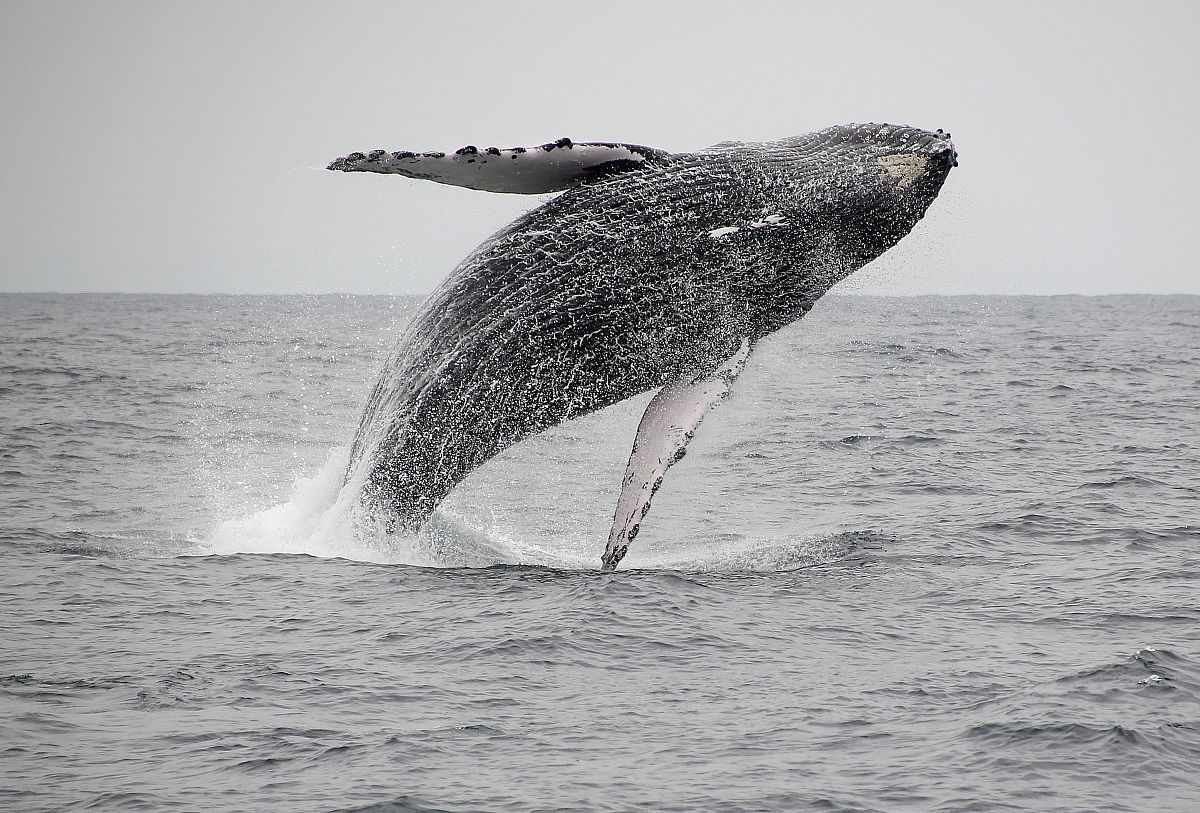 Il saluto del gigante