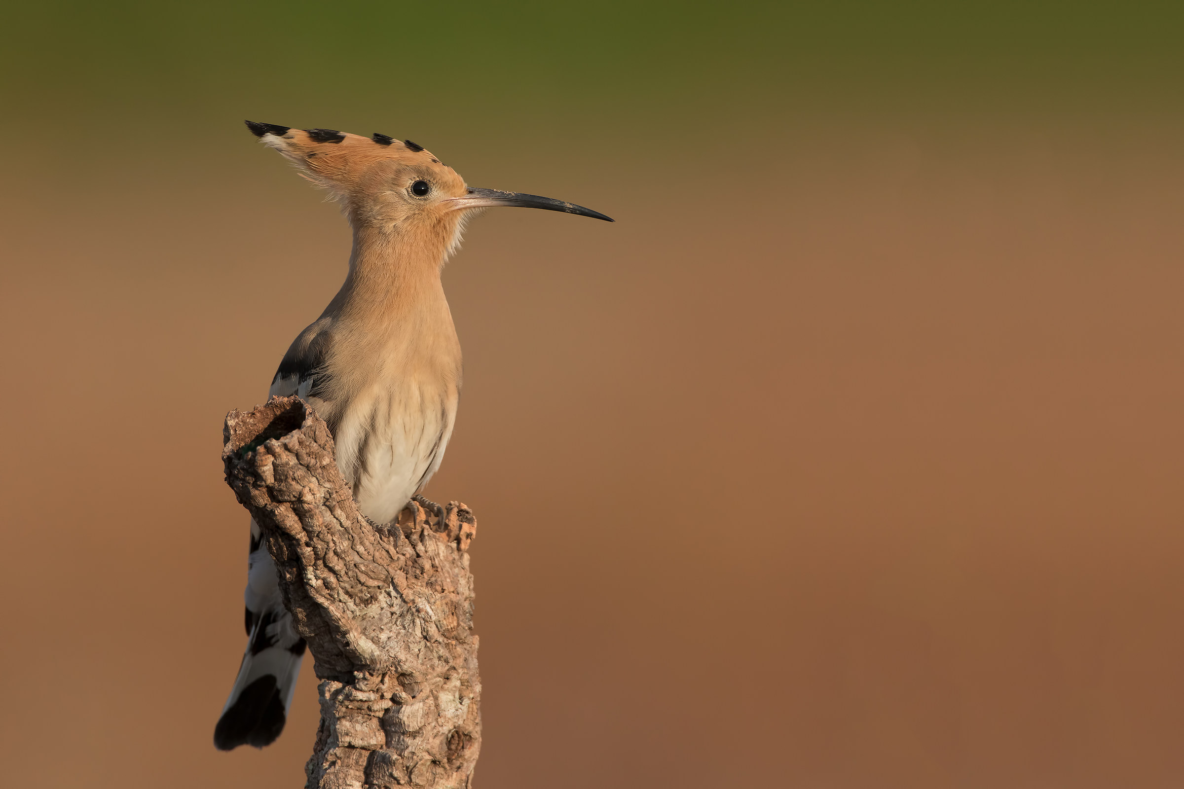 Hoopoe