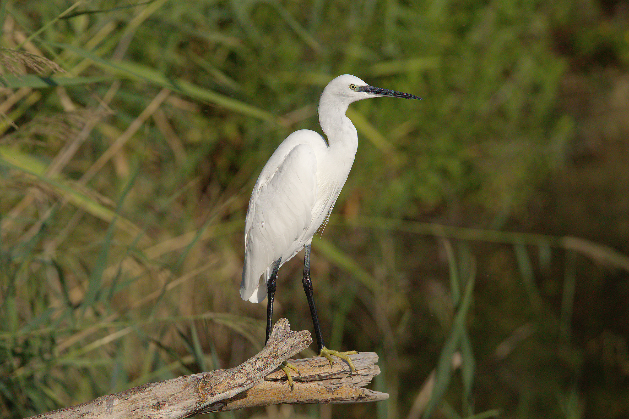 Egret