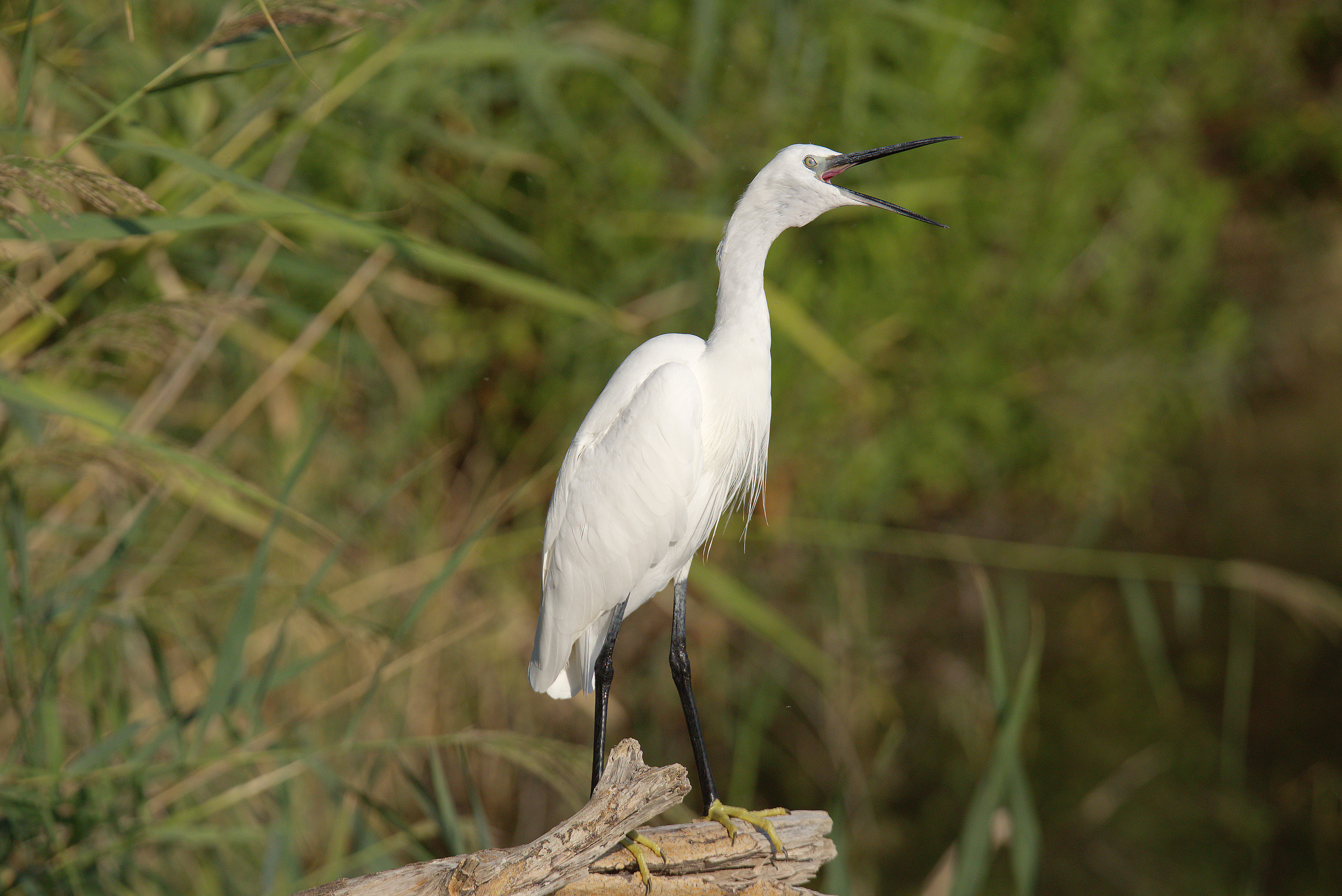 Egret