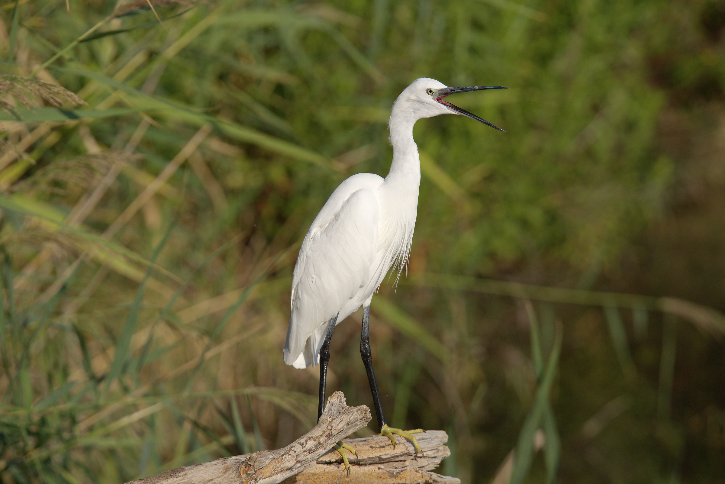 Egret