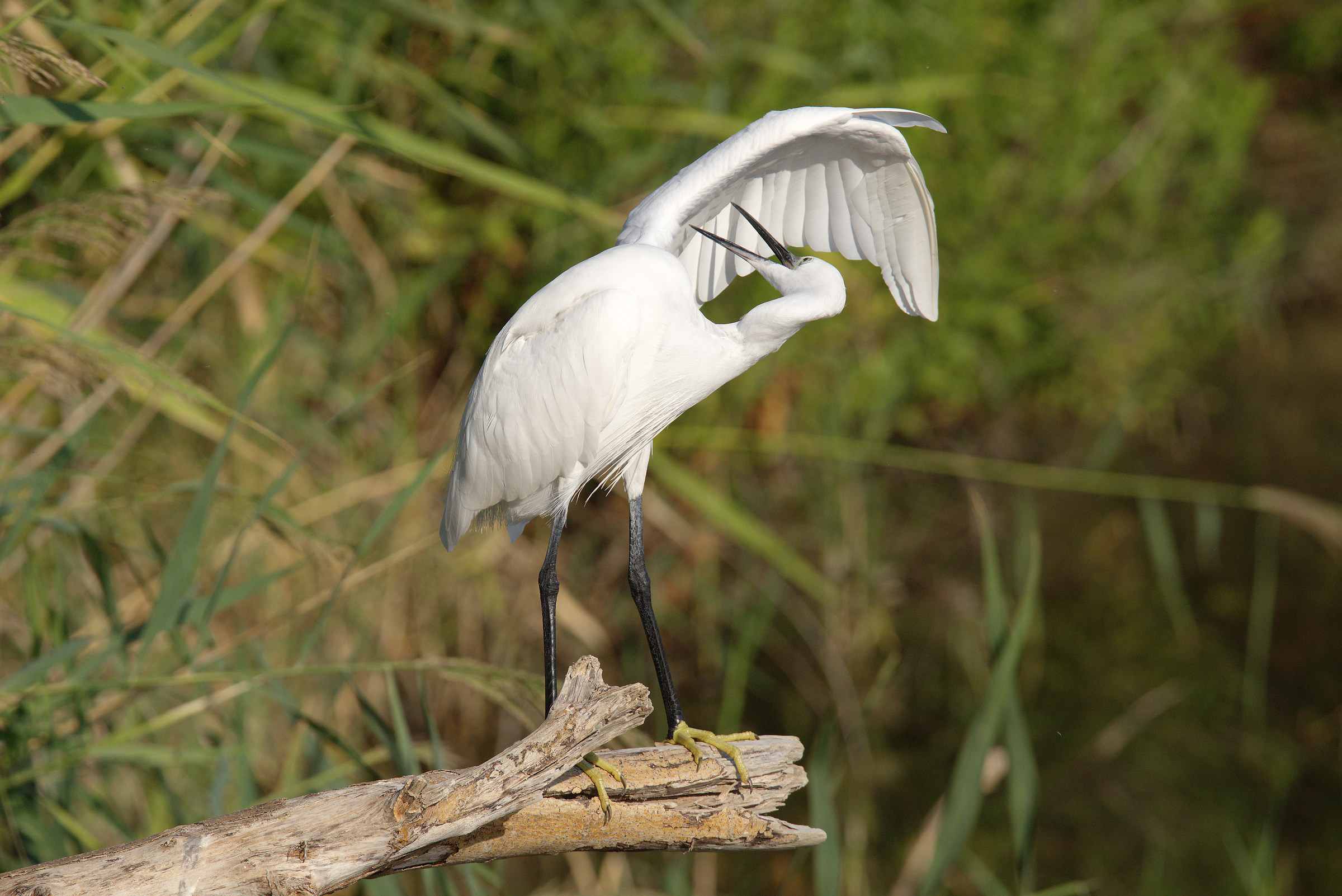 Egret
