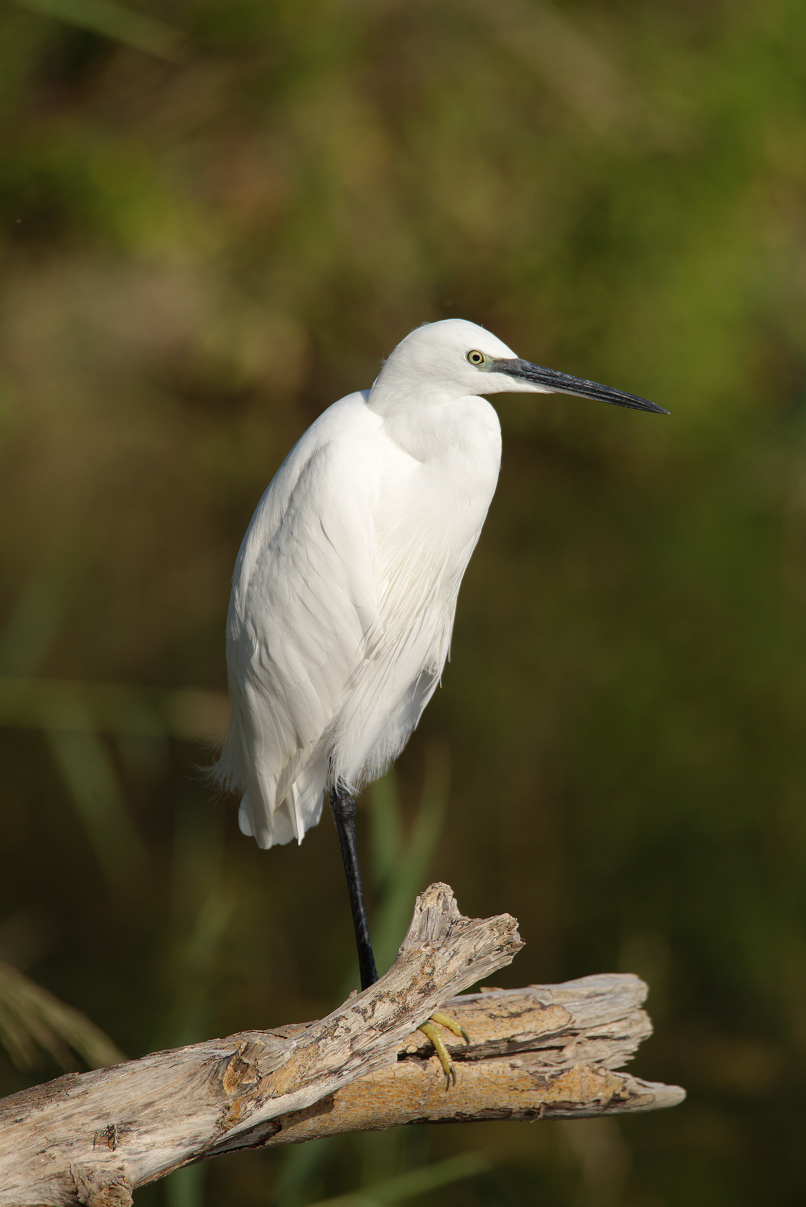 Egret