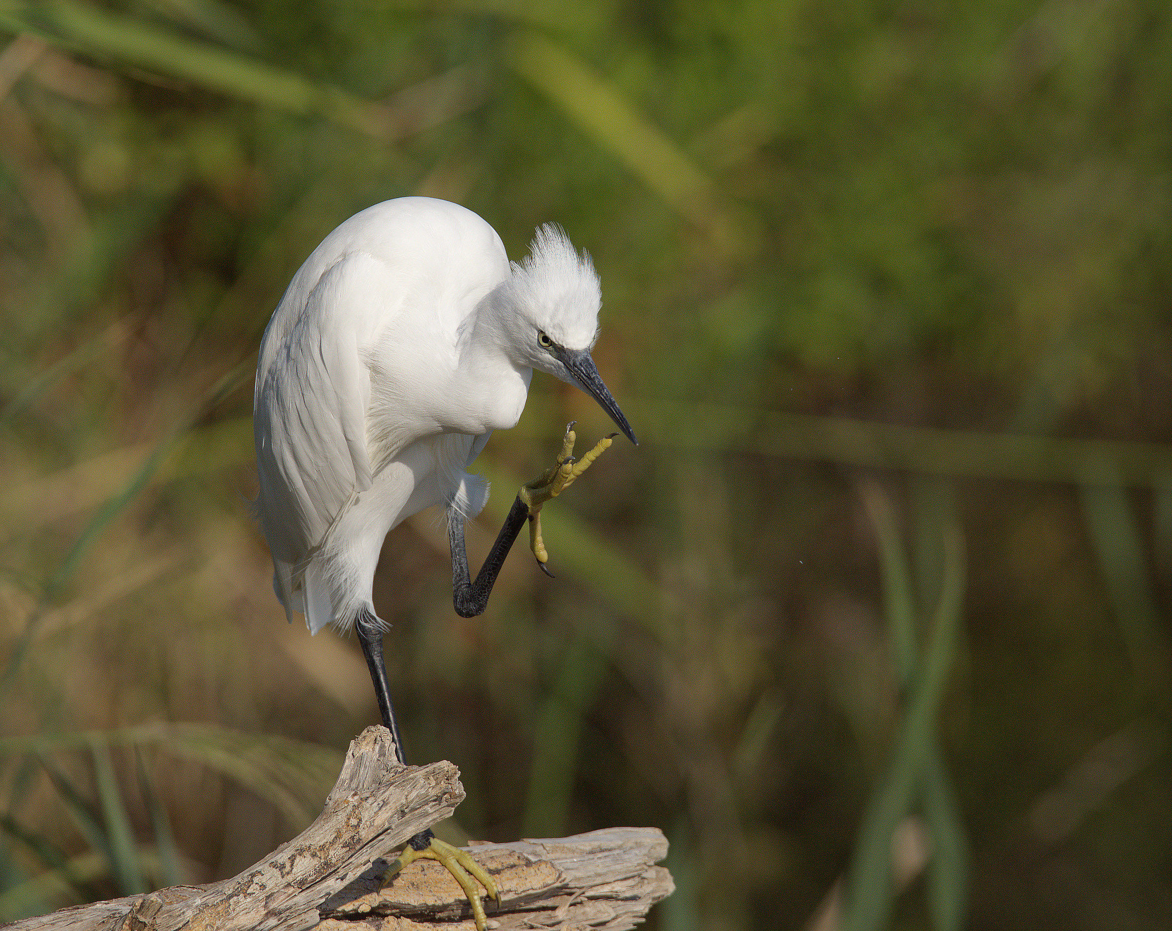 Egret