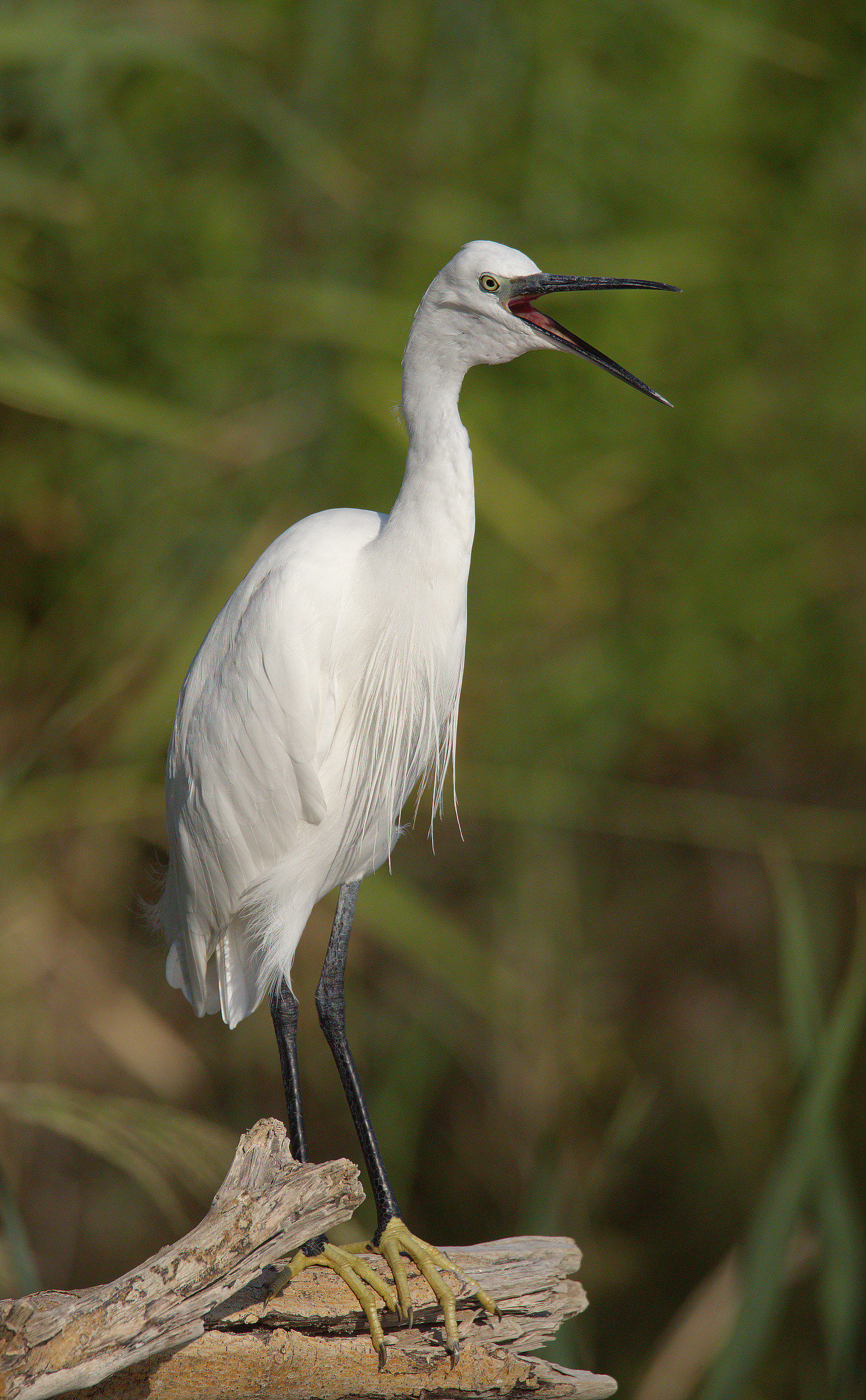 Egret