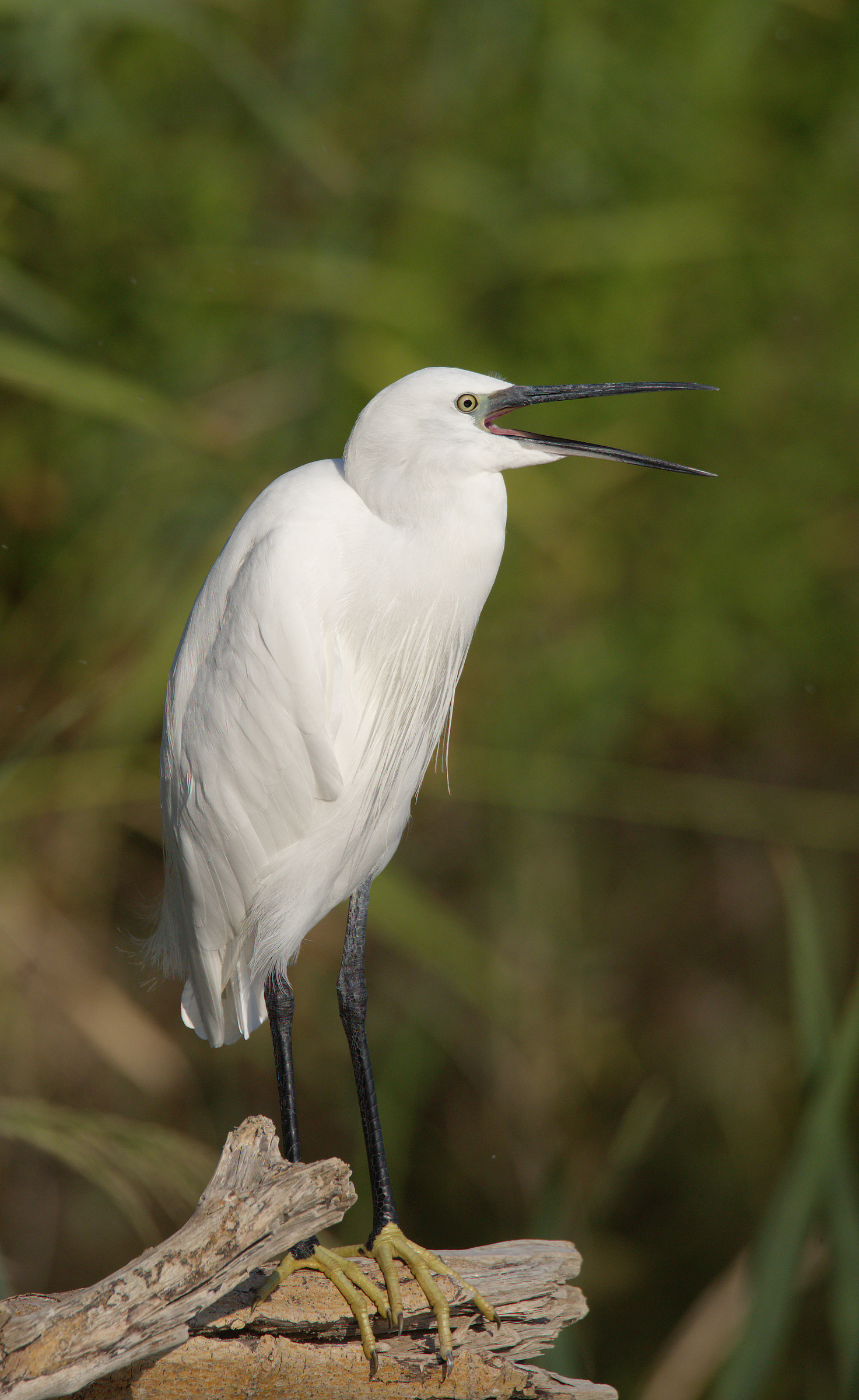 Egret