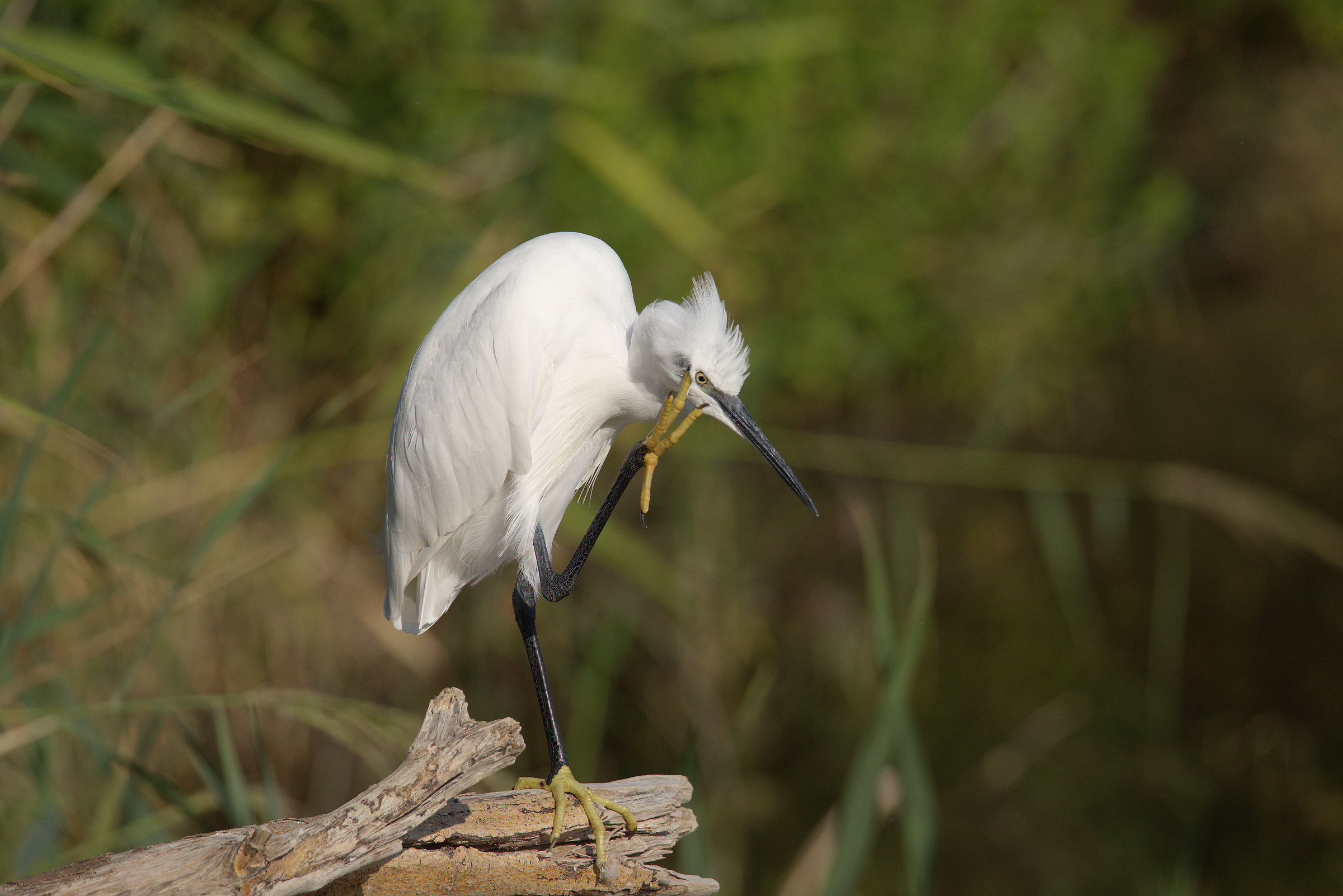 Egret