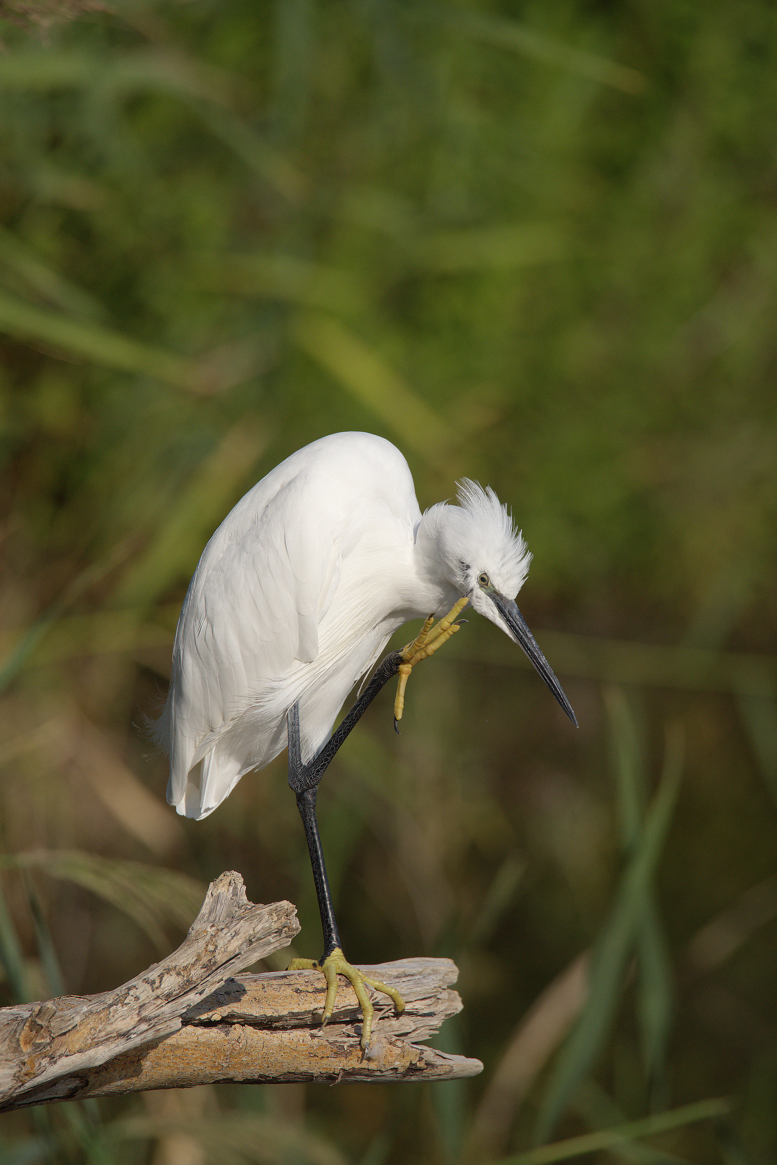 Egret