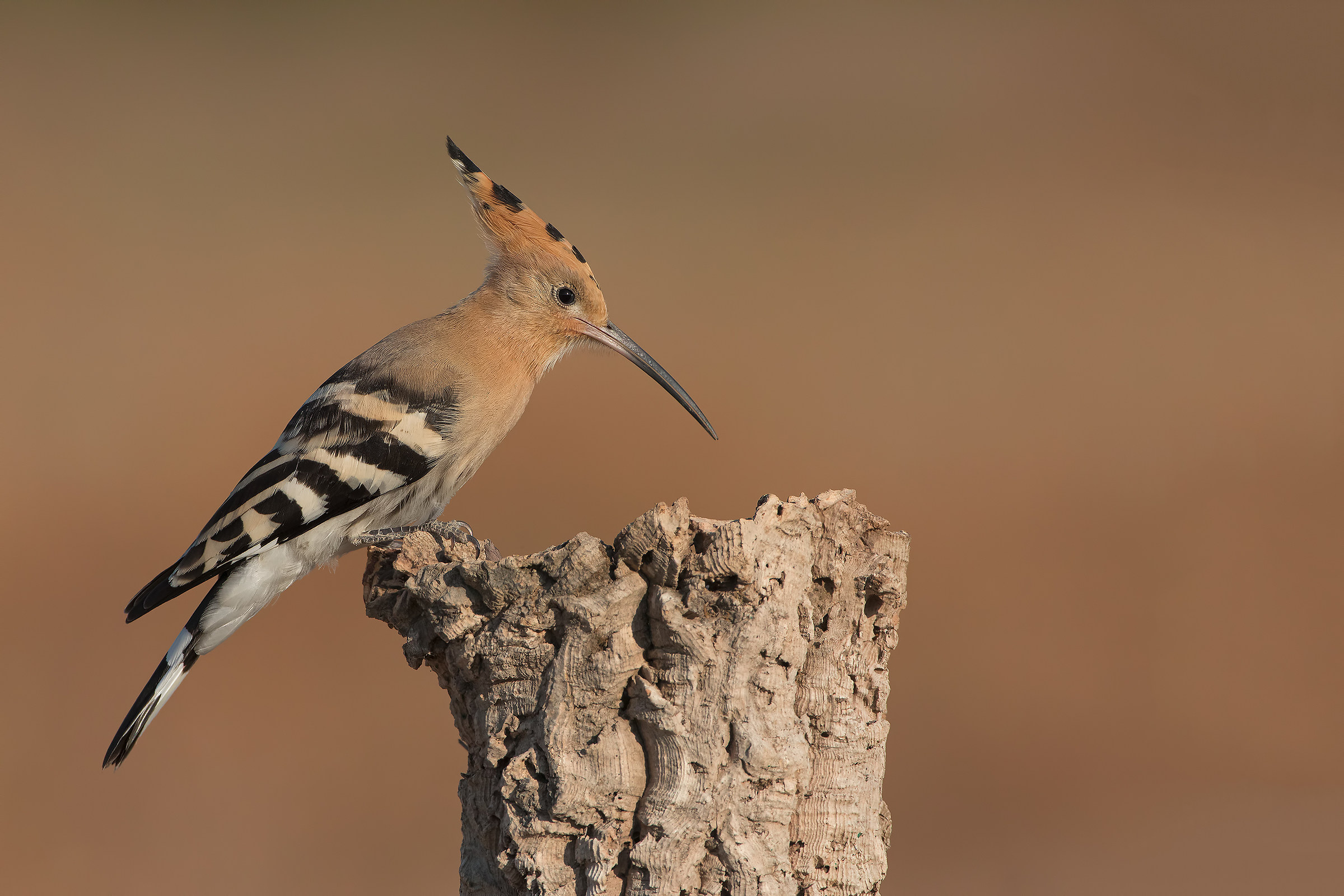 Hoopoe