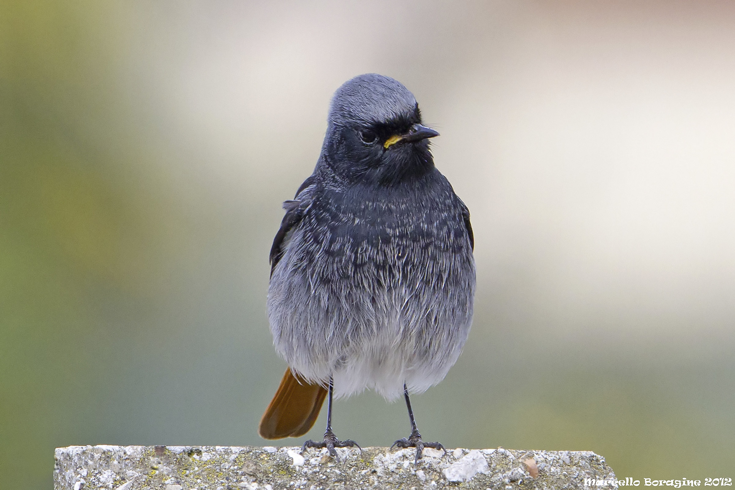Phoenicurus phoenicurus (Linnaeus, 1758) Codirosso