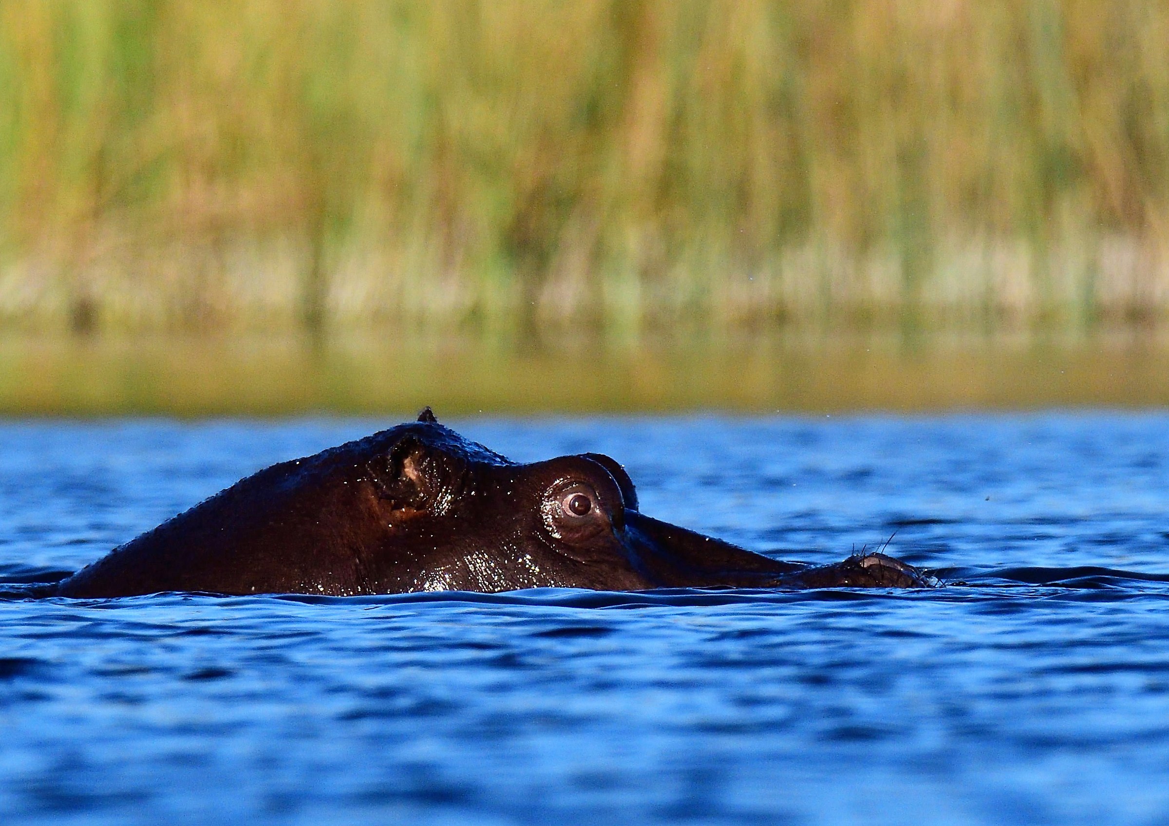 Hippopotamus