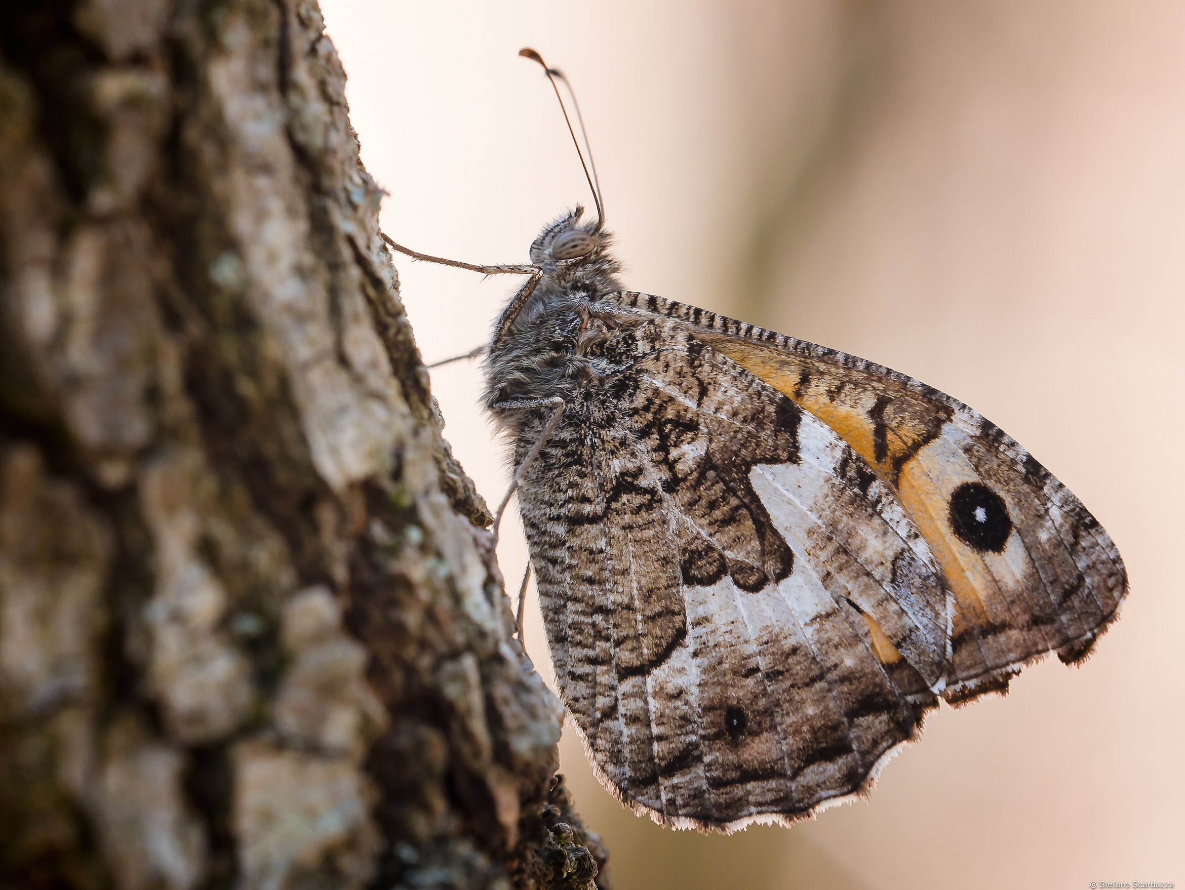 Hipparchia(Parahipparchia)semele