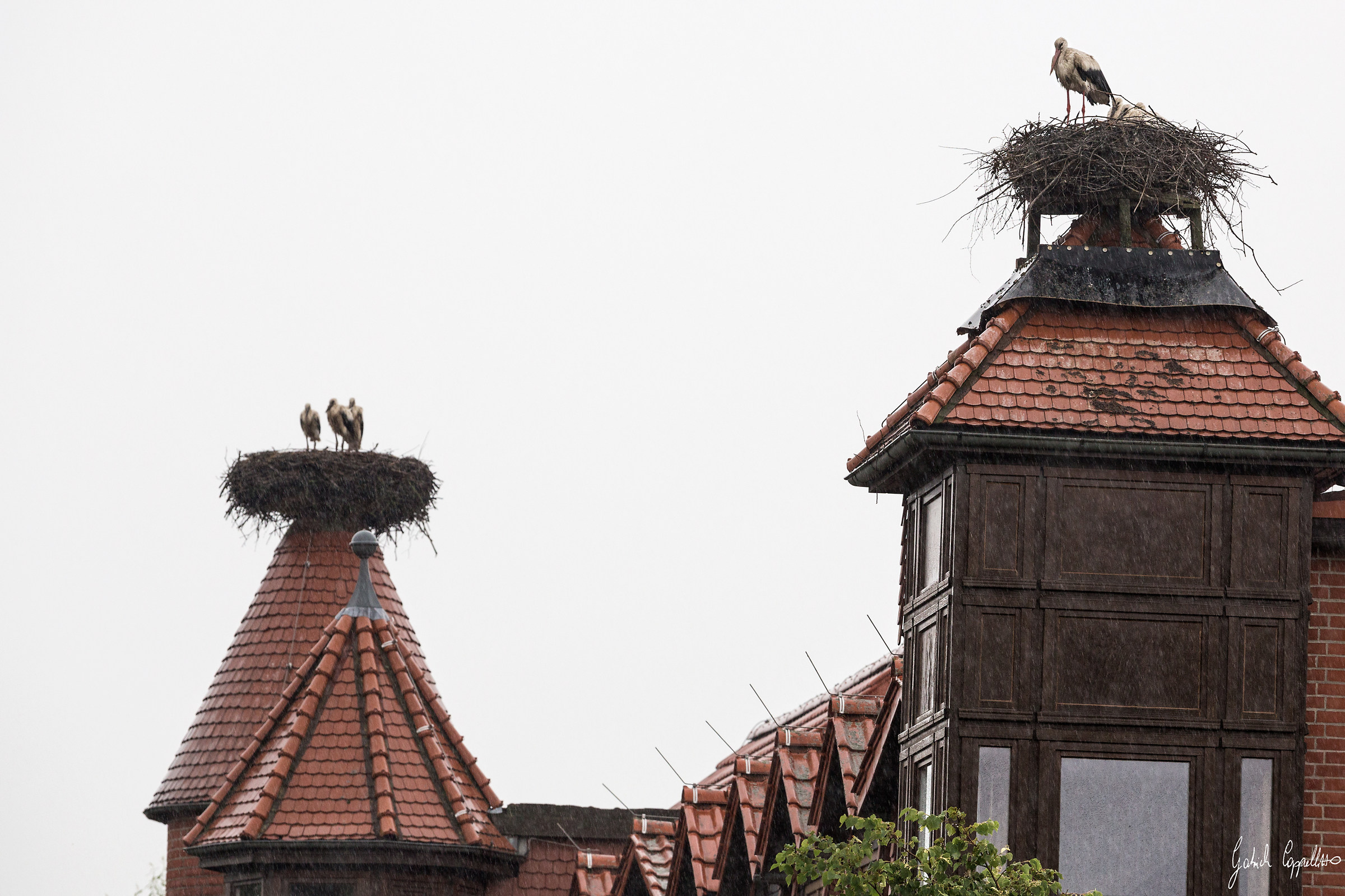 Cicogne sui tetti