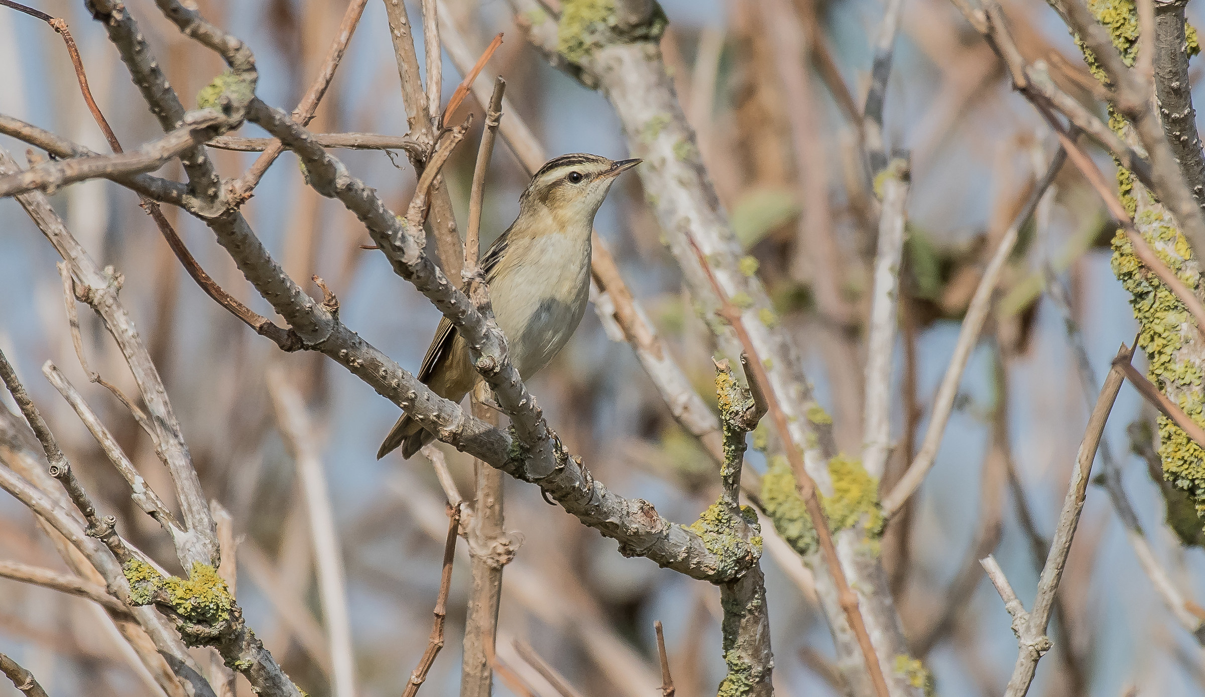 sedge warbler