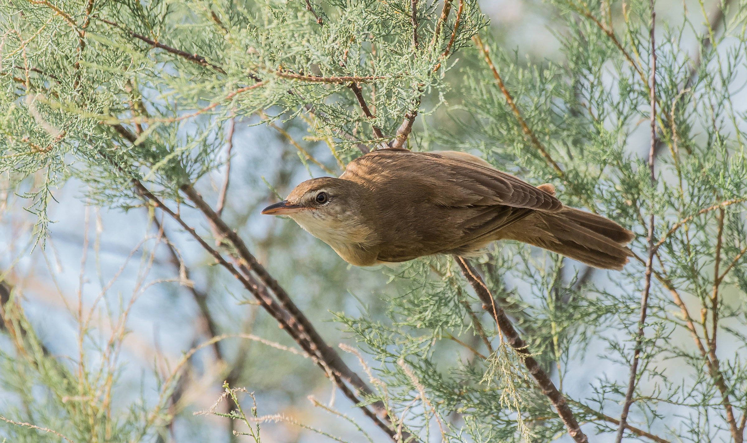 great reed warbler