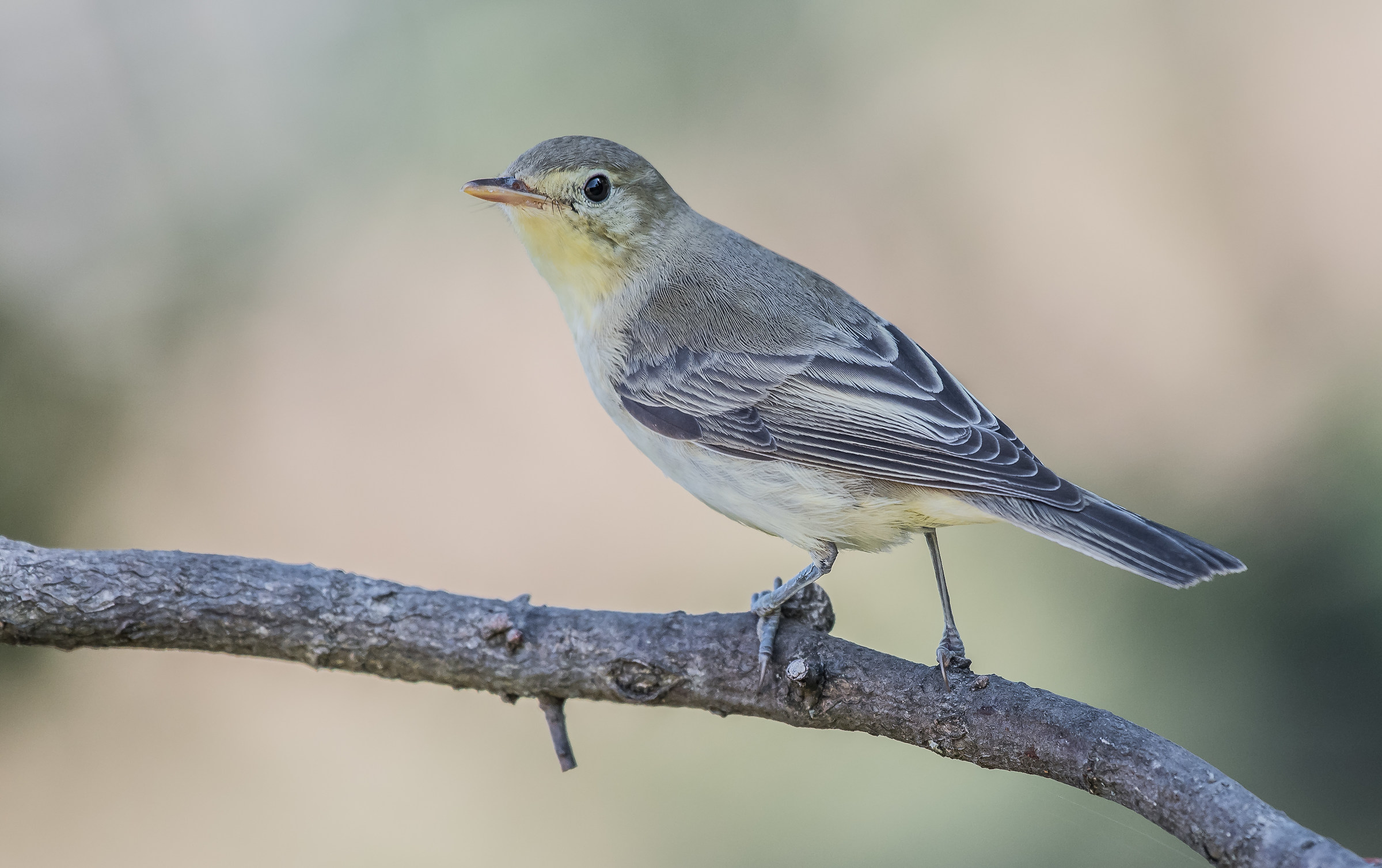 melodious warbler
